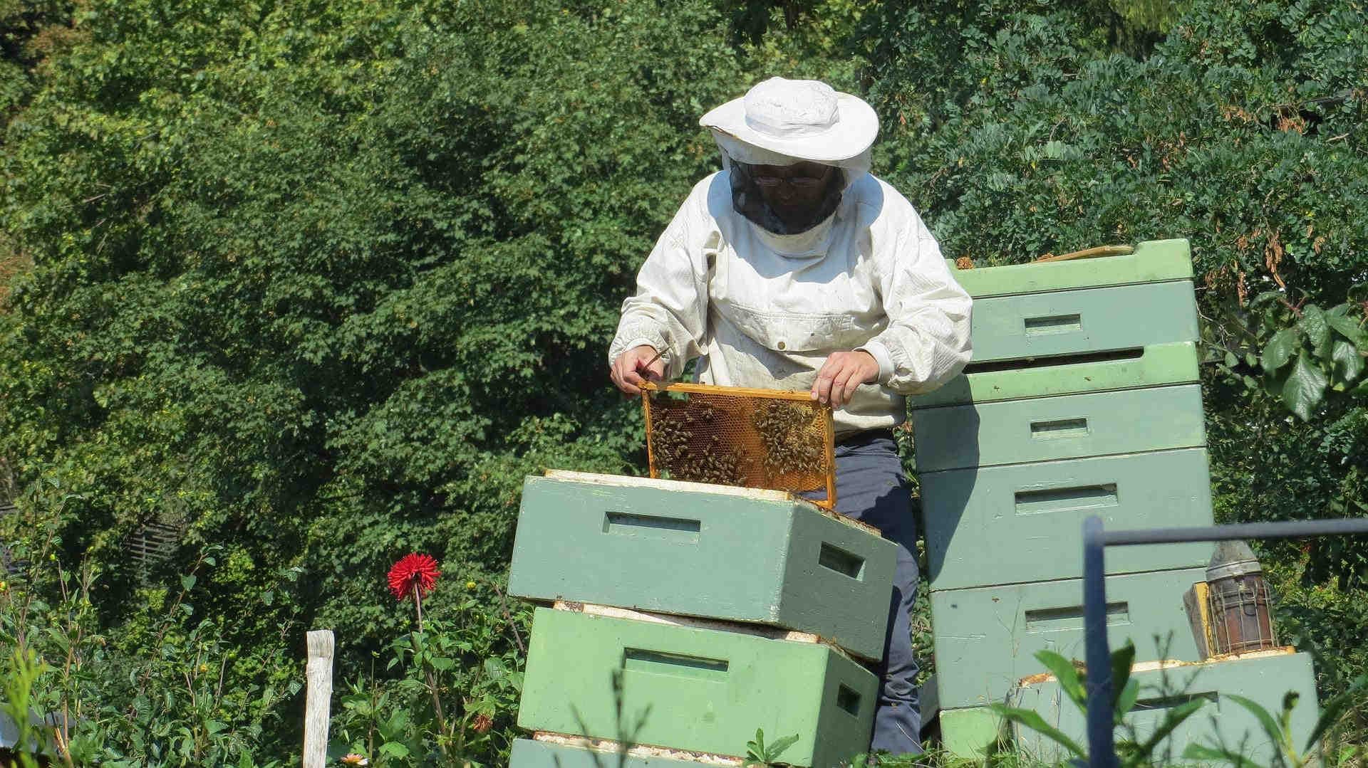 Wo man Propolis kaufen kann