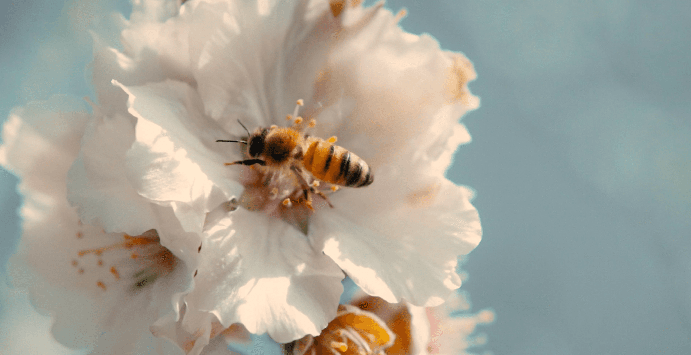 Protect italian bees together with 3Bee