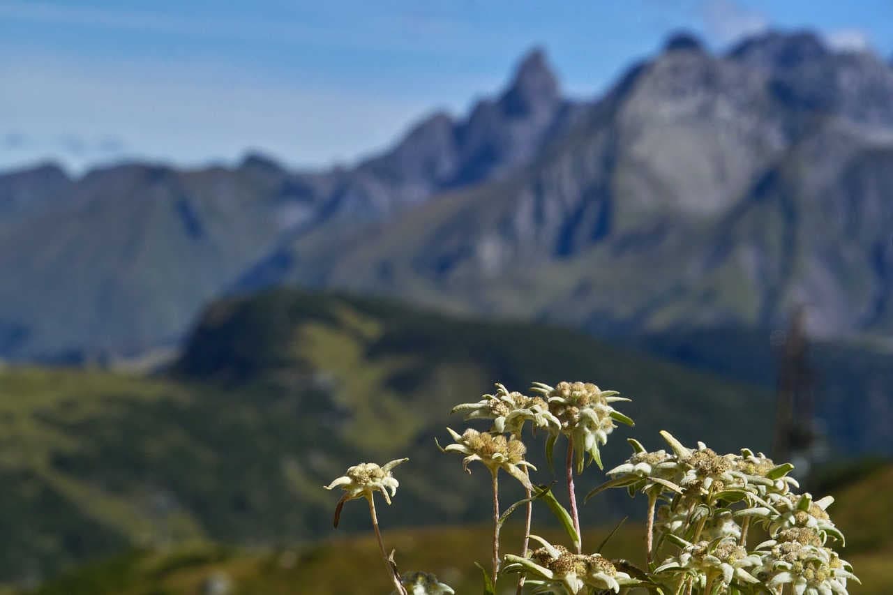 Adaptation an das Hochgebirgsklima