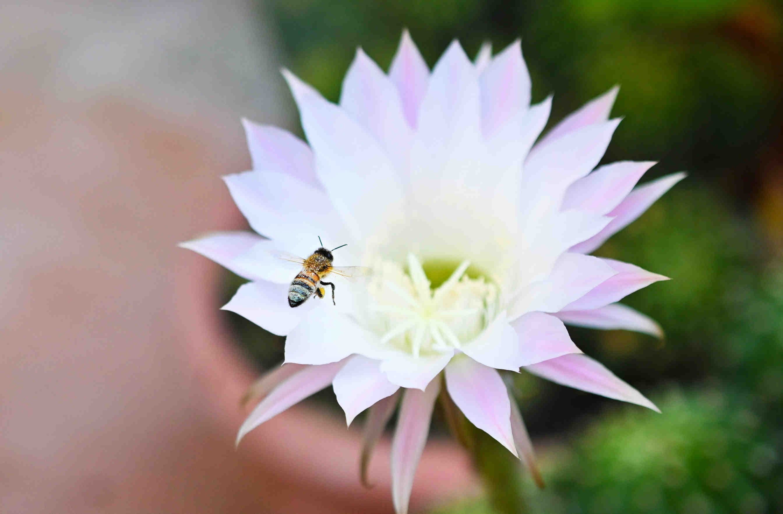 Acerca de 3Bee
