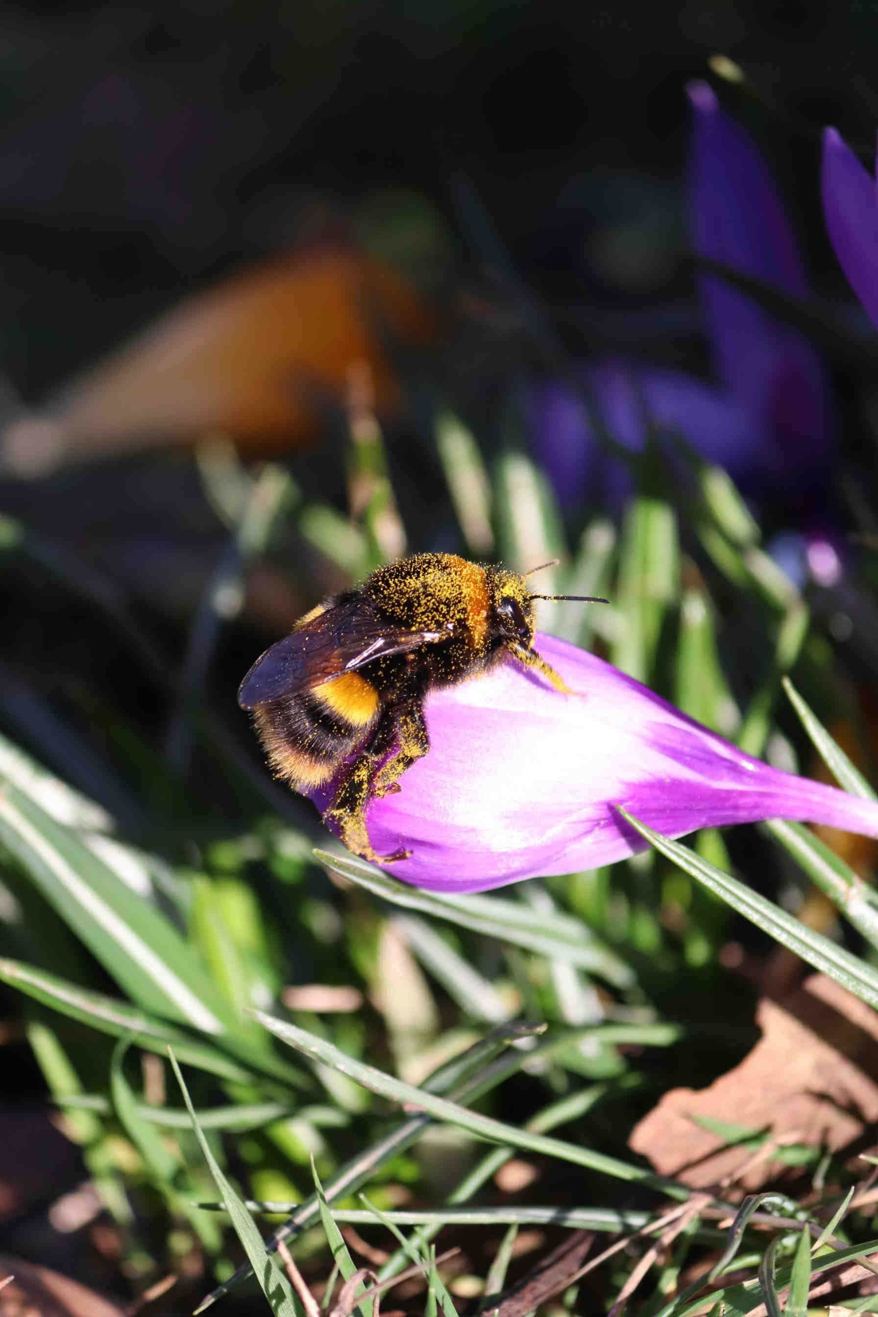La menace pour la biodiversité urbaine