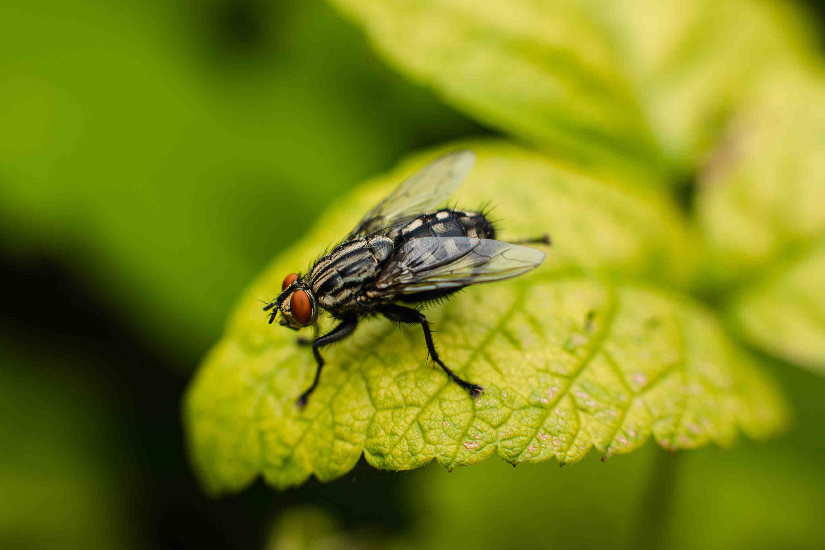 mosca