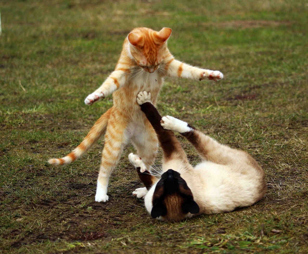gatti gioco