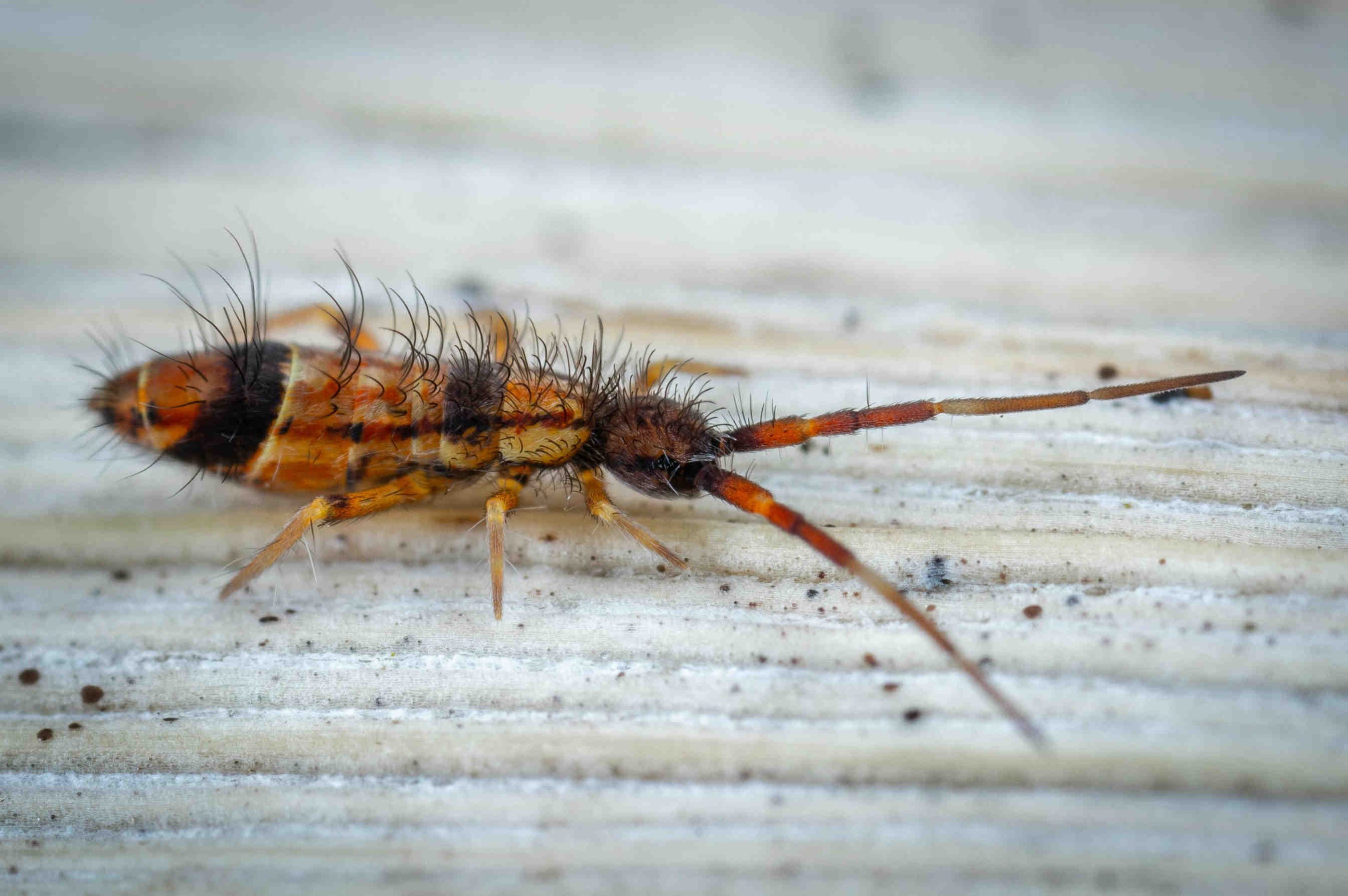 Collembolo