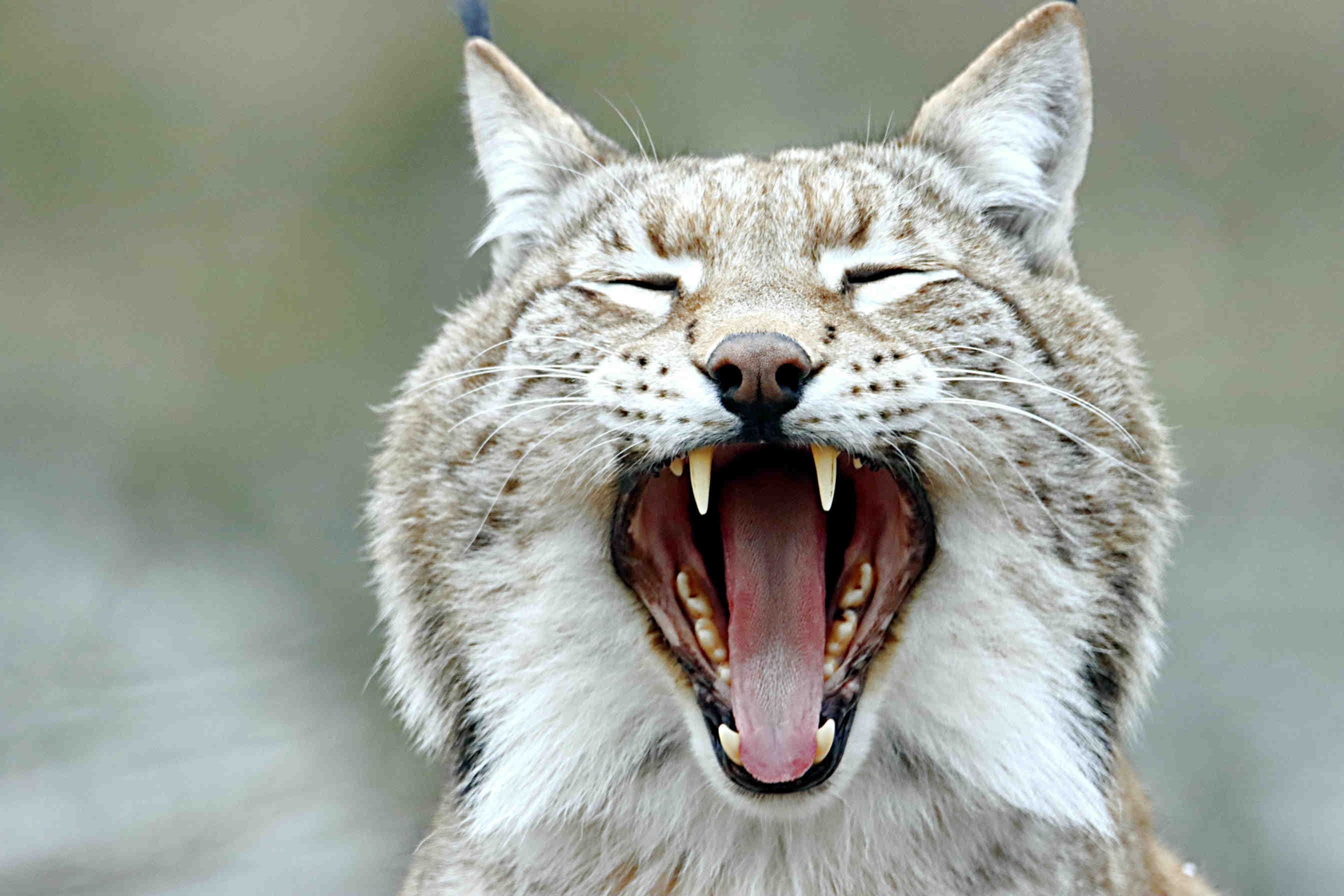 Reintroduzione della lince in Italia