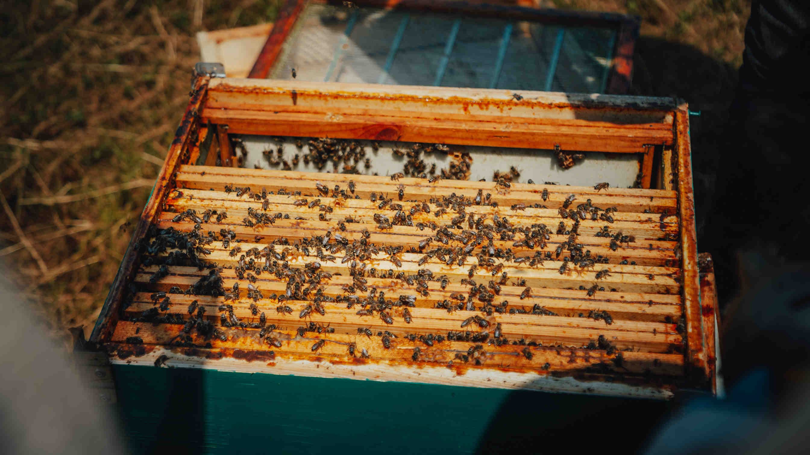 Parrainez une ruche 3Bee