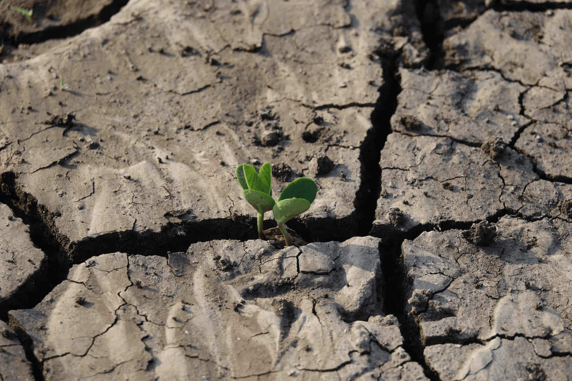 Die Folgen von Green Hushing