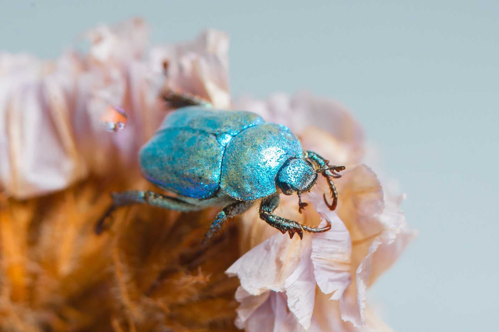 Hoplia