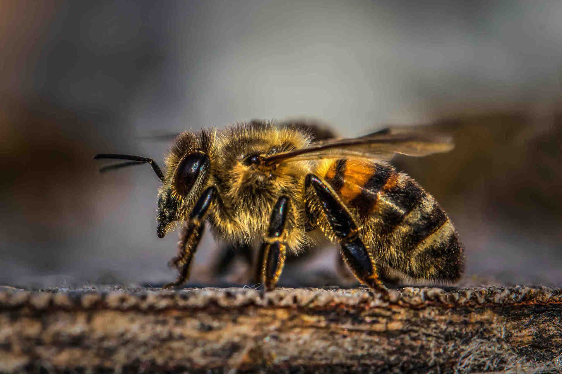 Abeille à miel, abeille africaine et abeille africanisée
