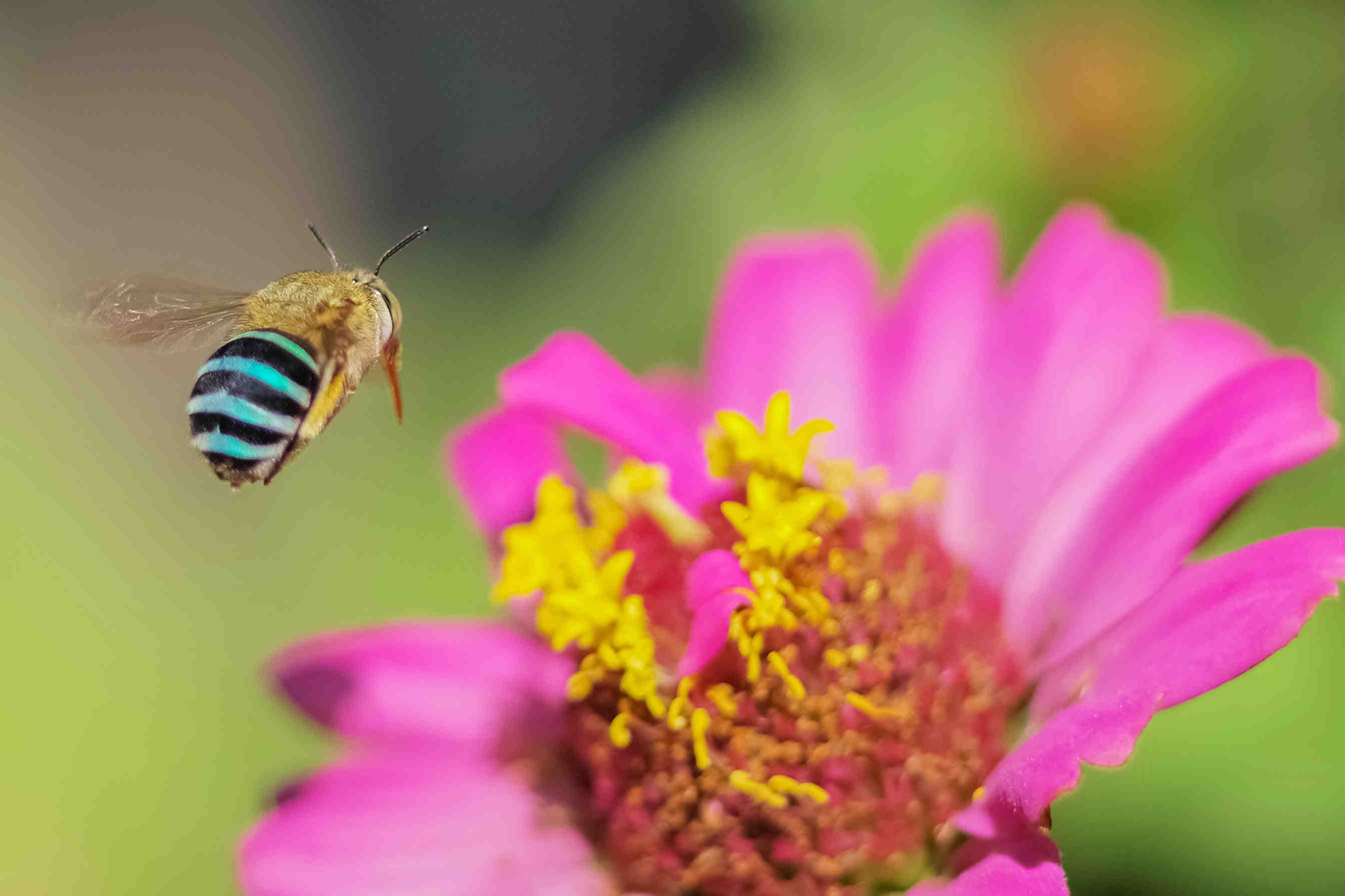 Ein durch Technologie geschützter Bienenstock