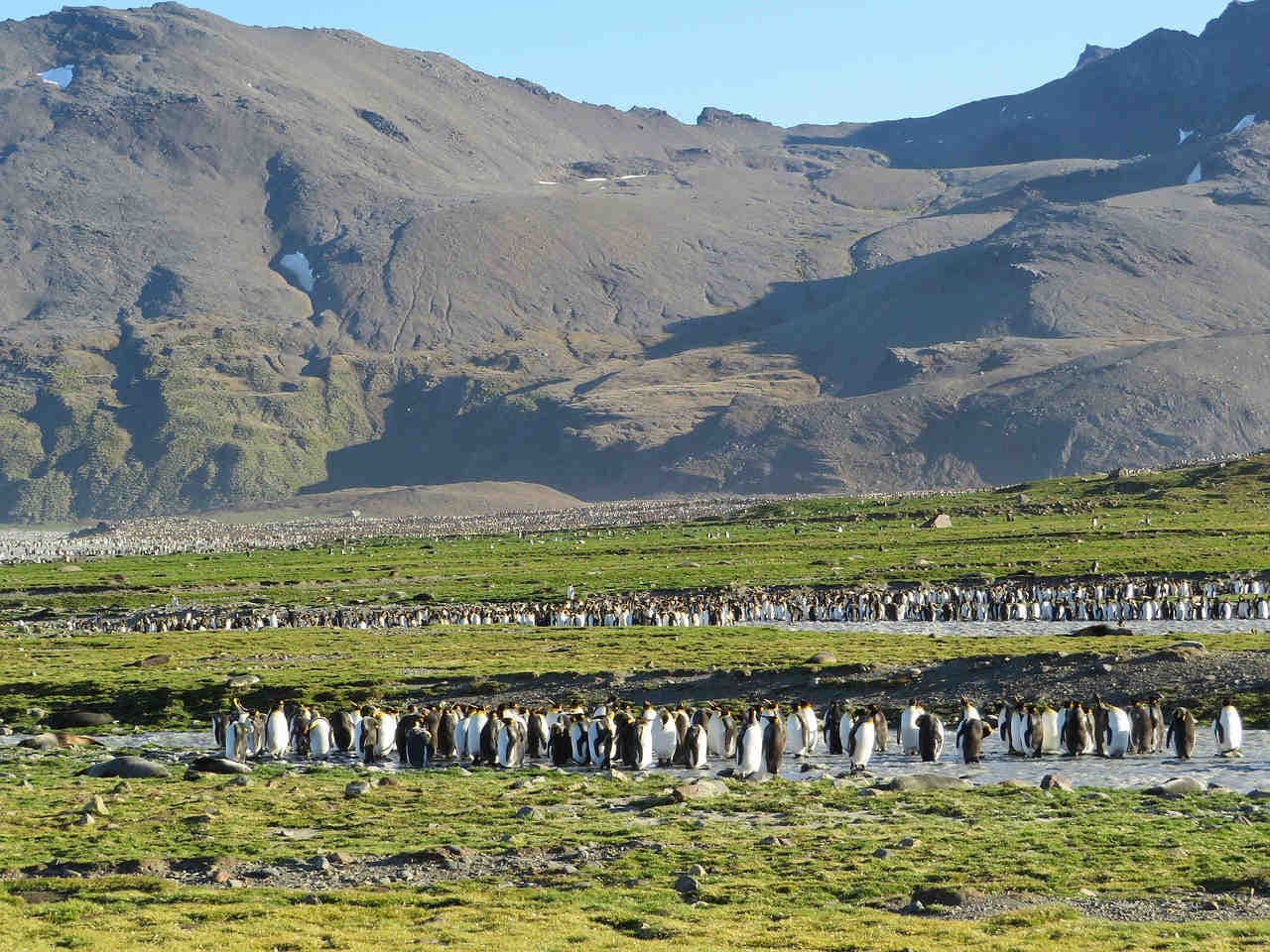 vita comunitaria dei pinguini