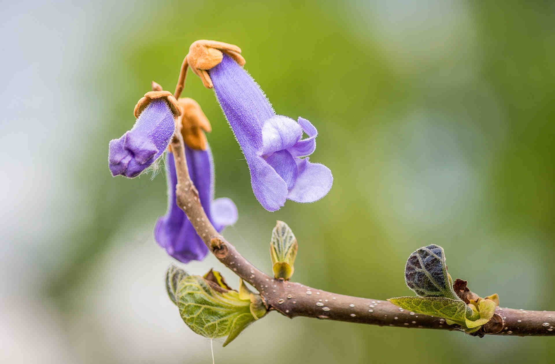 Foglie d'Acero 3Bee