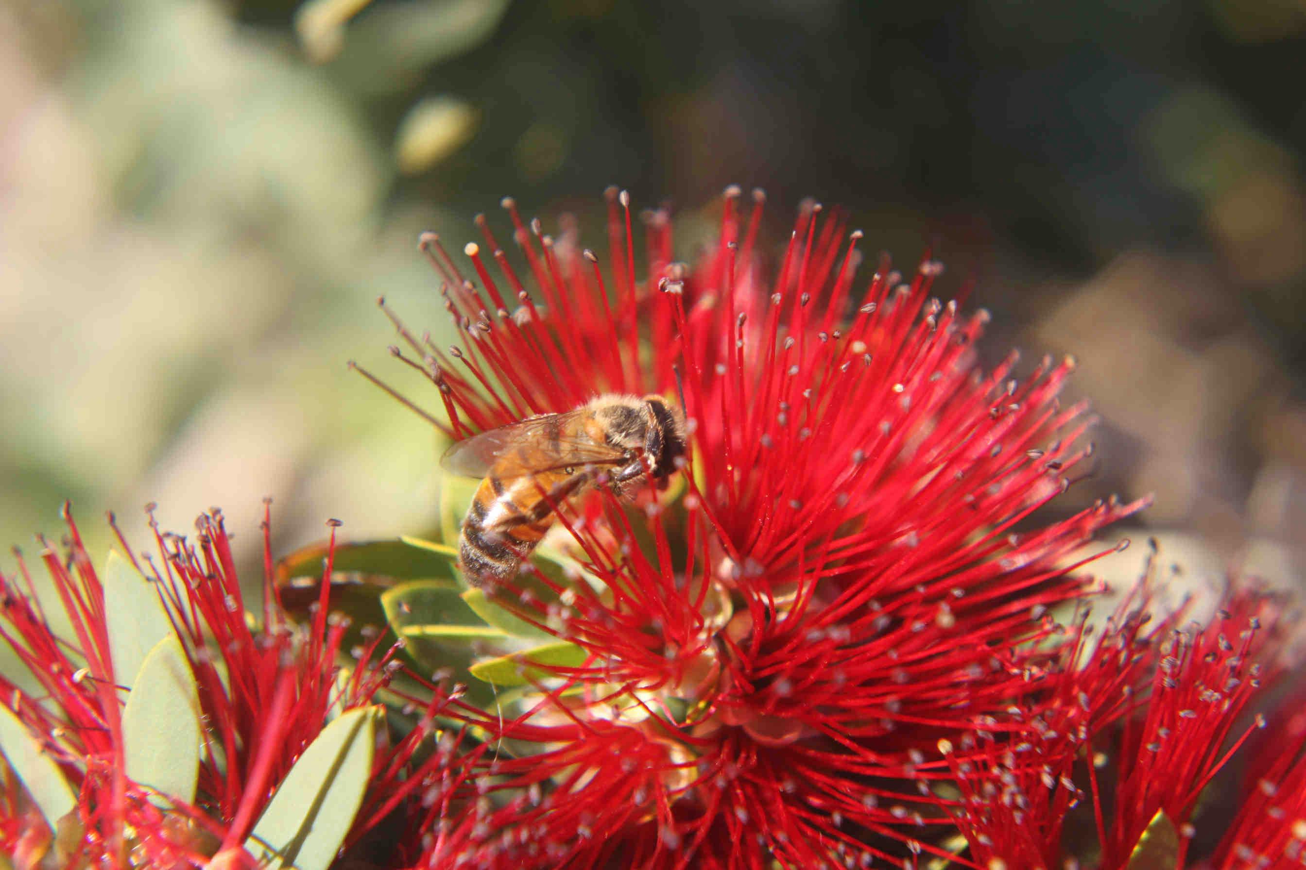 ape su fiore rosso
