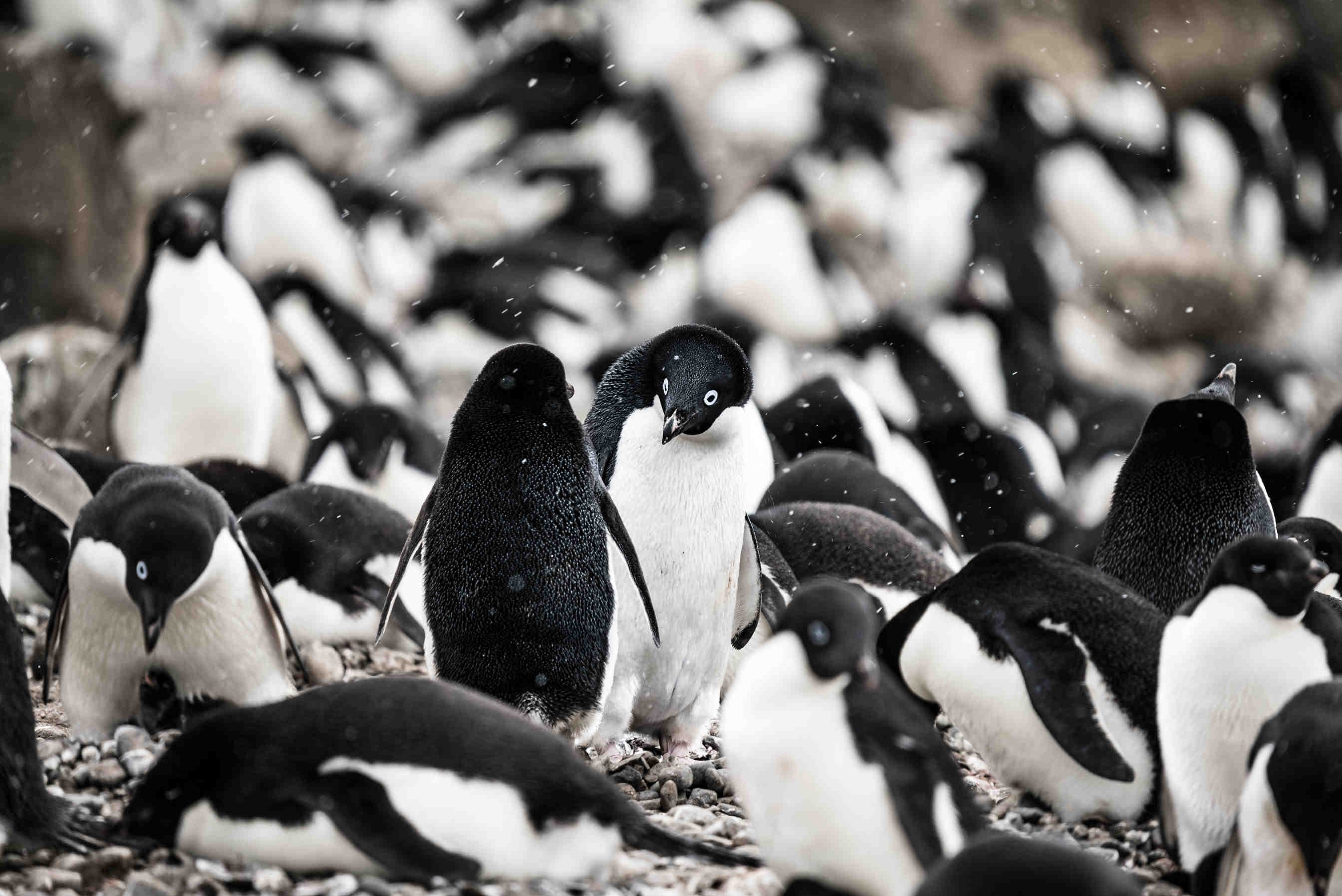 Pinguini di Adelia