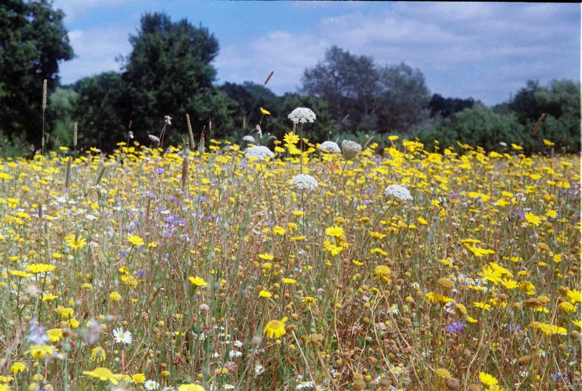 Aufblühen der Biodiversität: EU's Initiative für Bestäuber