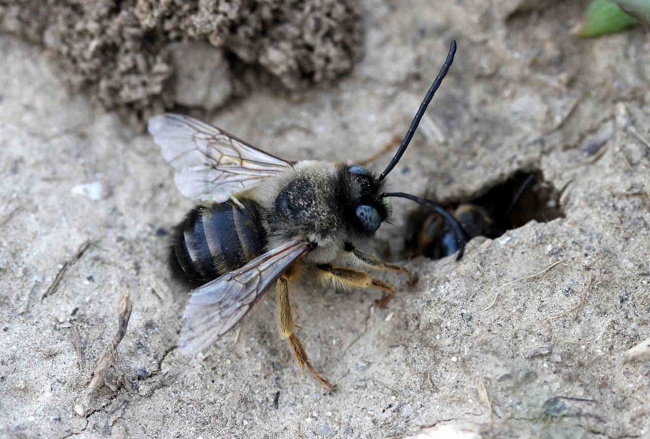 Das soziale Leben einiger Wildbienen