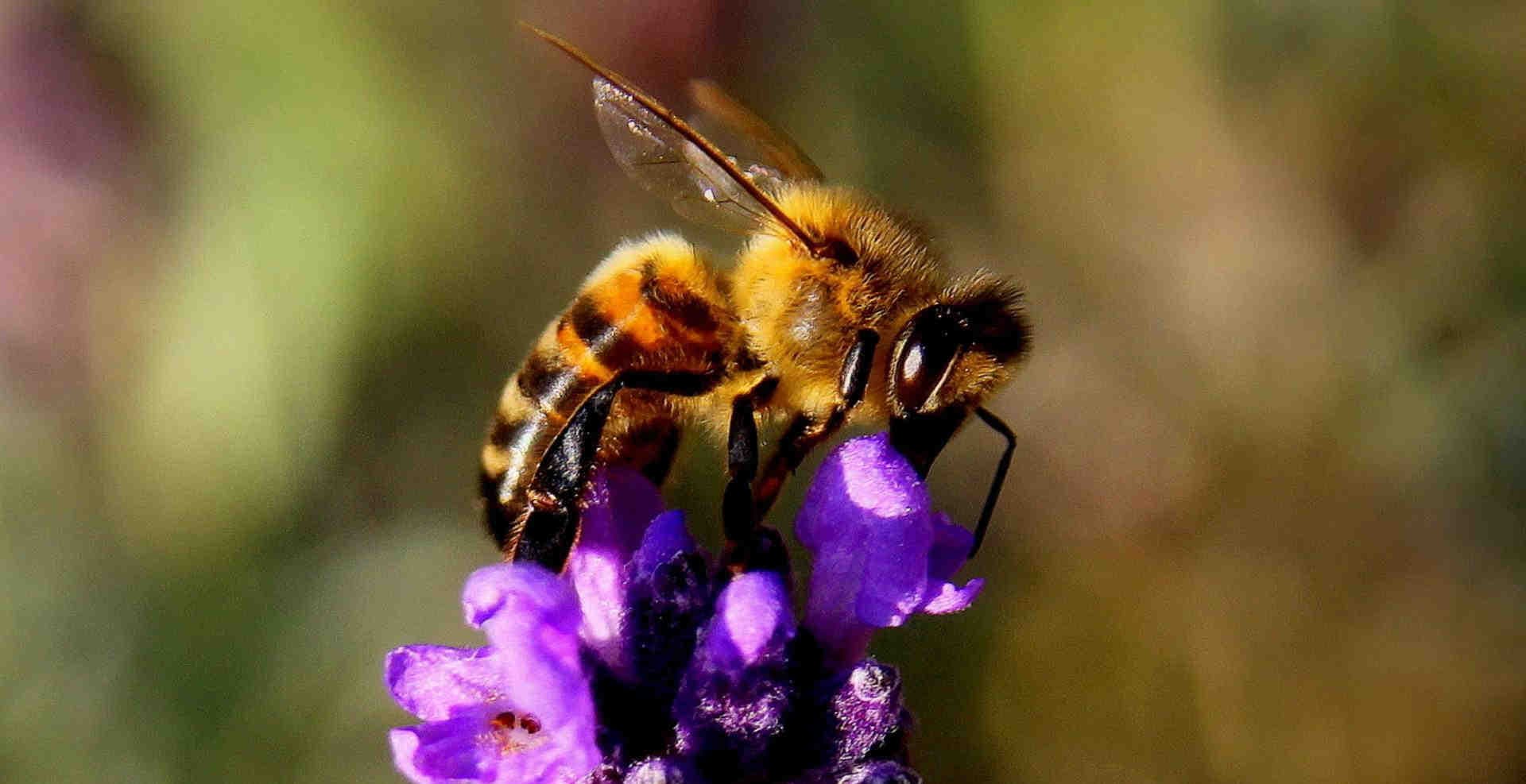 Lavender honey: characteristics