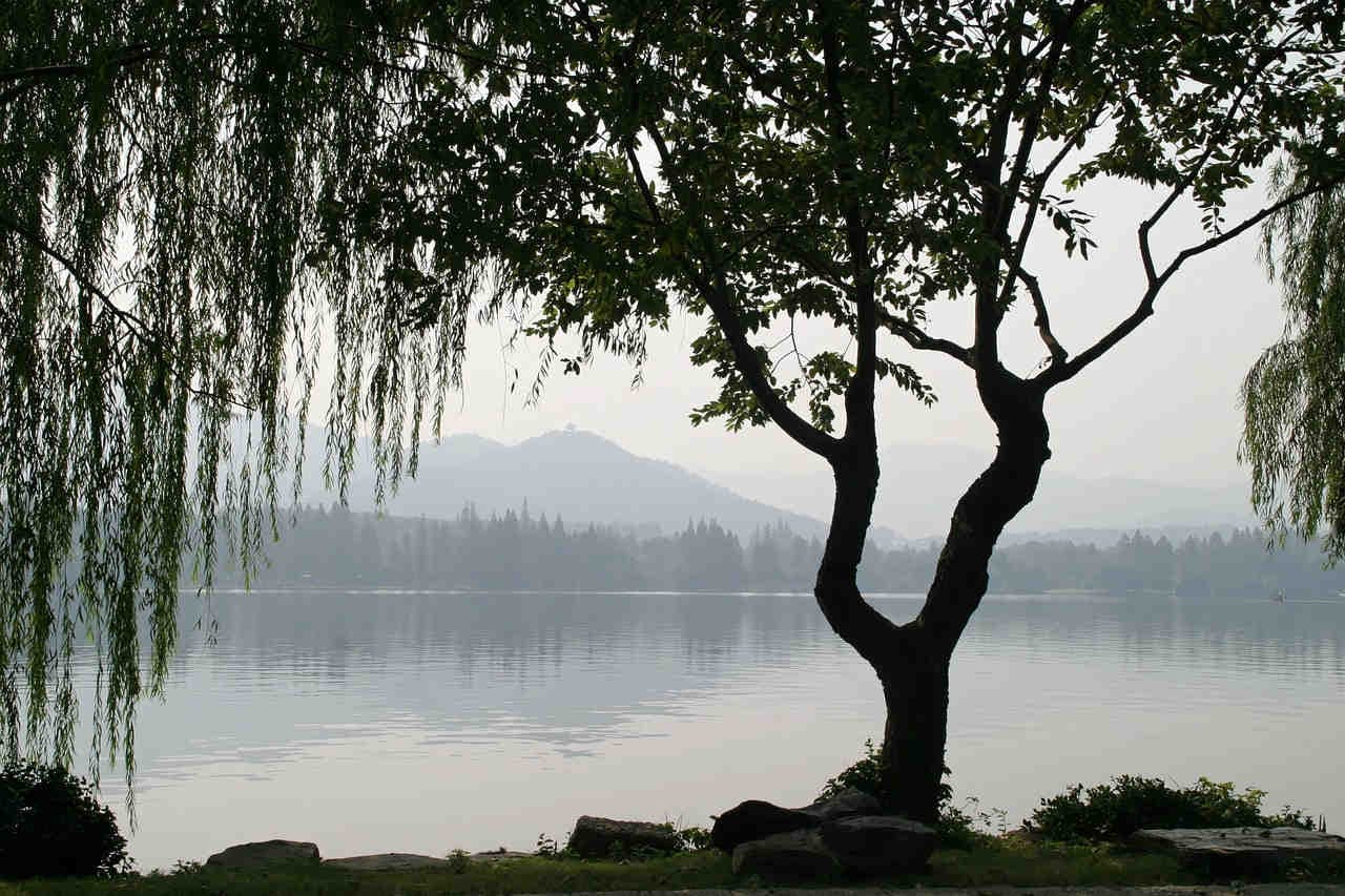 Le saule pleureur : l'arbre "au bord de l'eau".