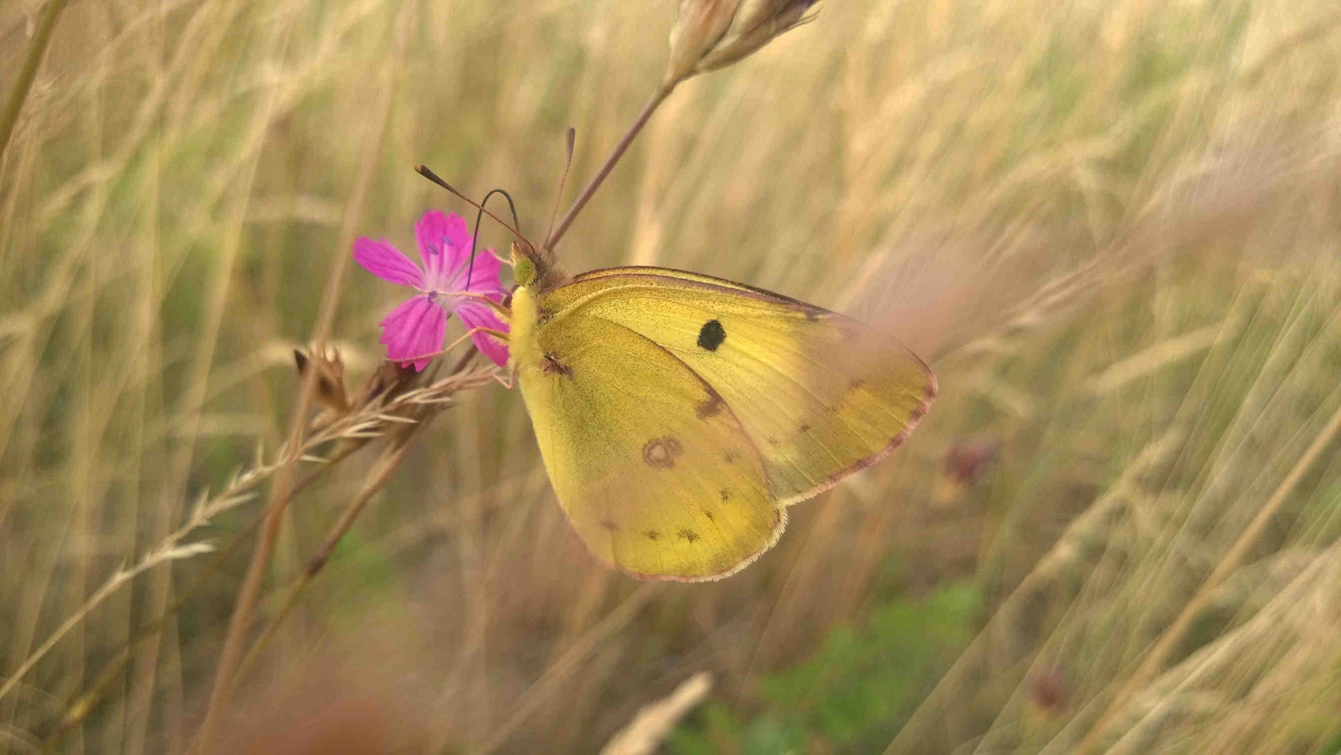 Colias meadii