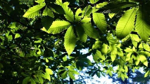 albero del pane
