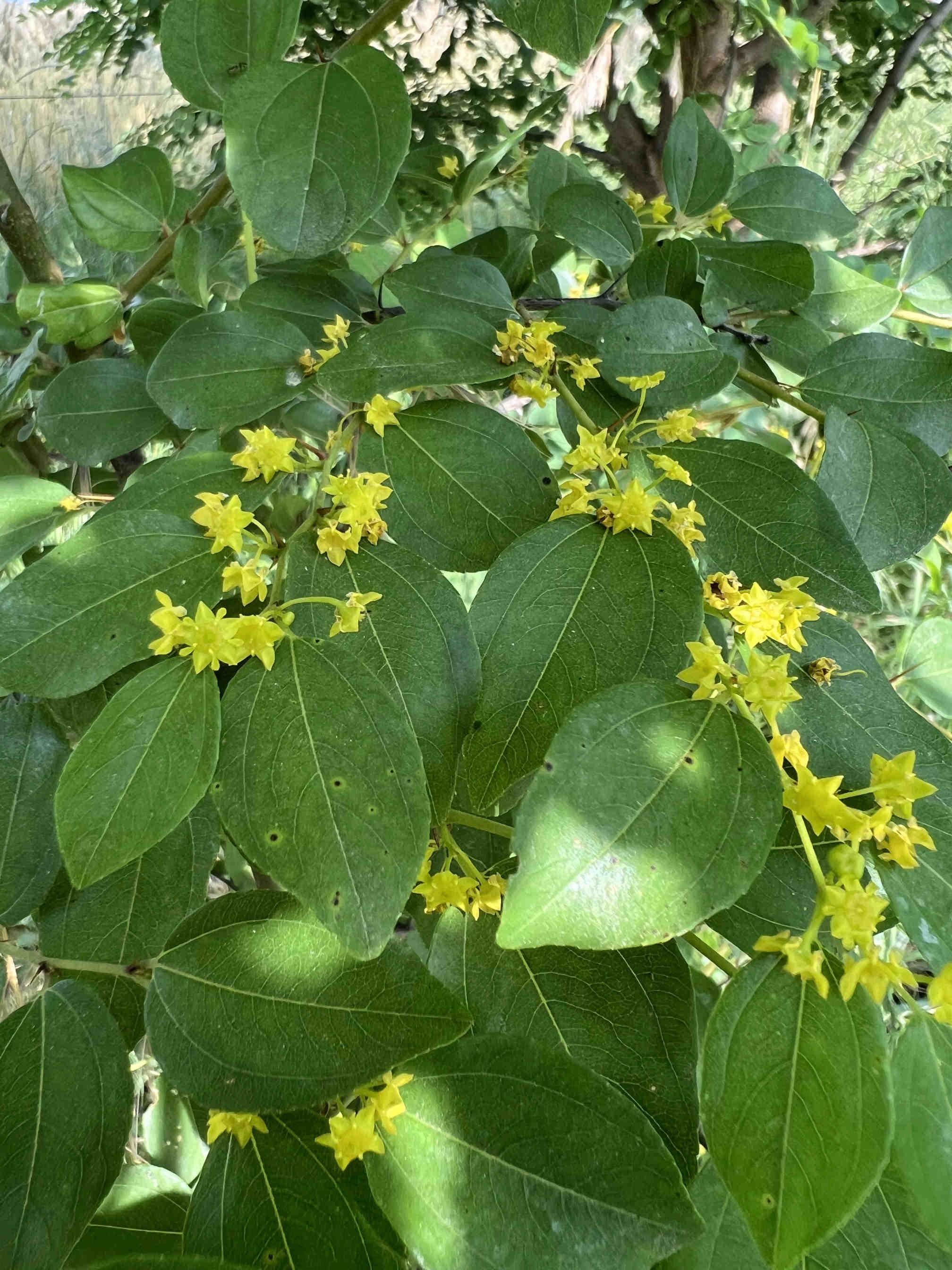 3bee-blog-la-selezione-delle-specie-nettarifere-nelle-oasi