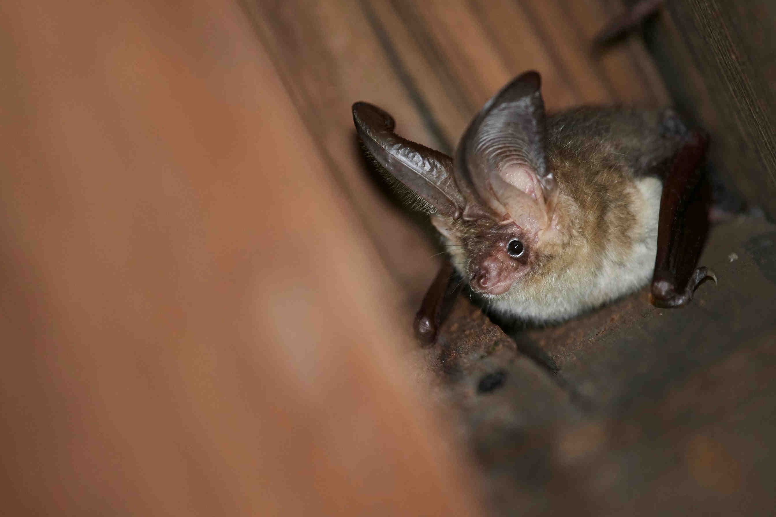Pipistrello
