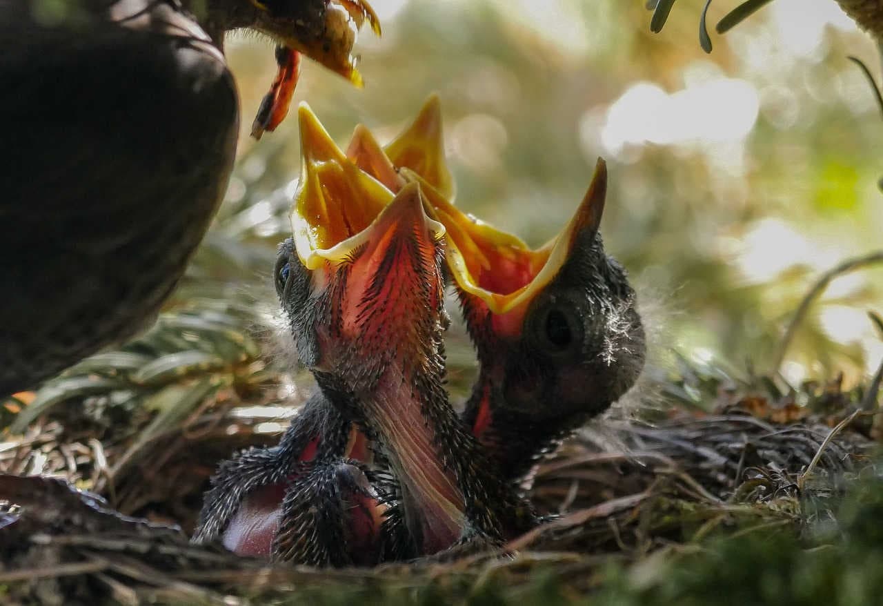 bird feeding young in nest