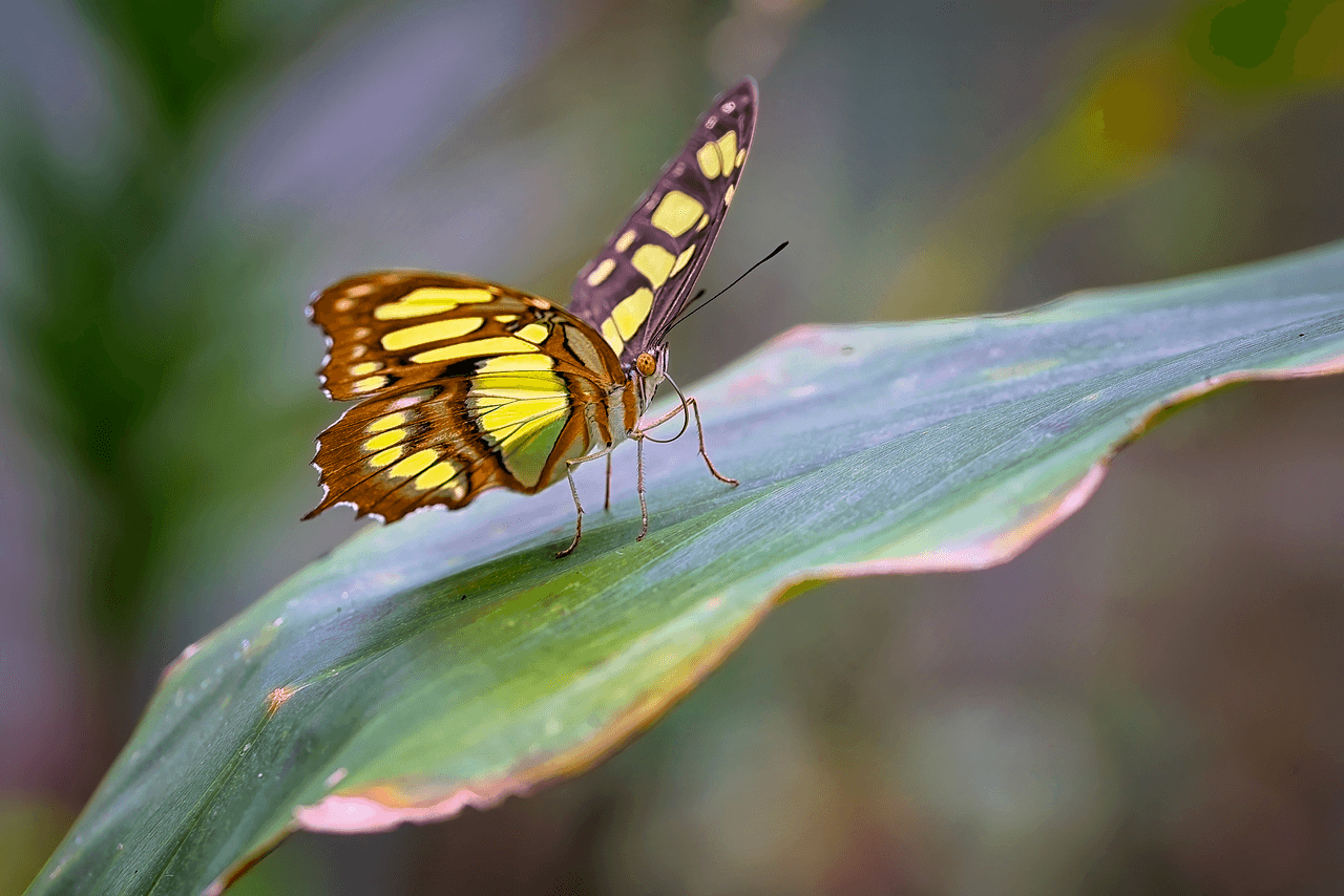 farfalla