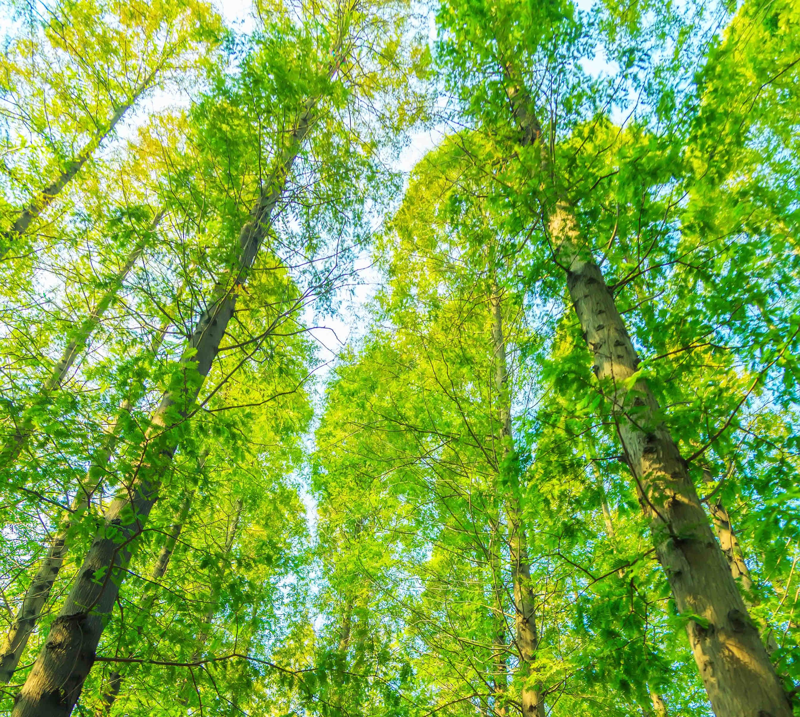 Foreste