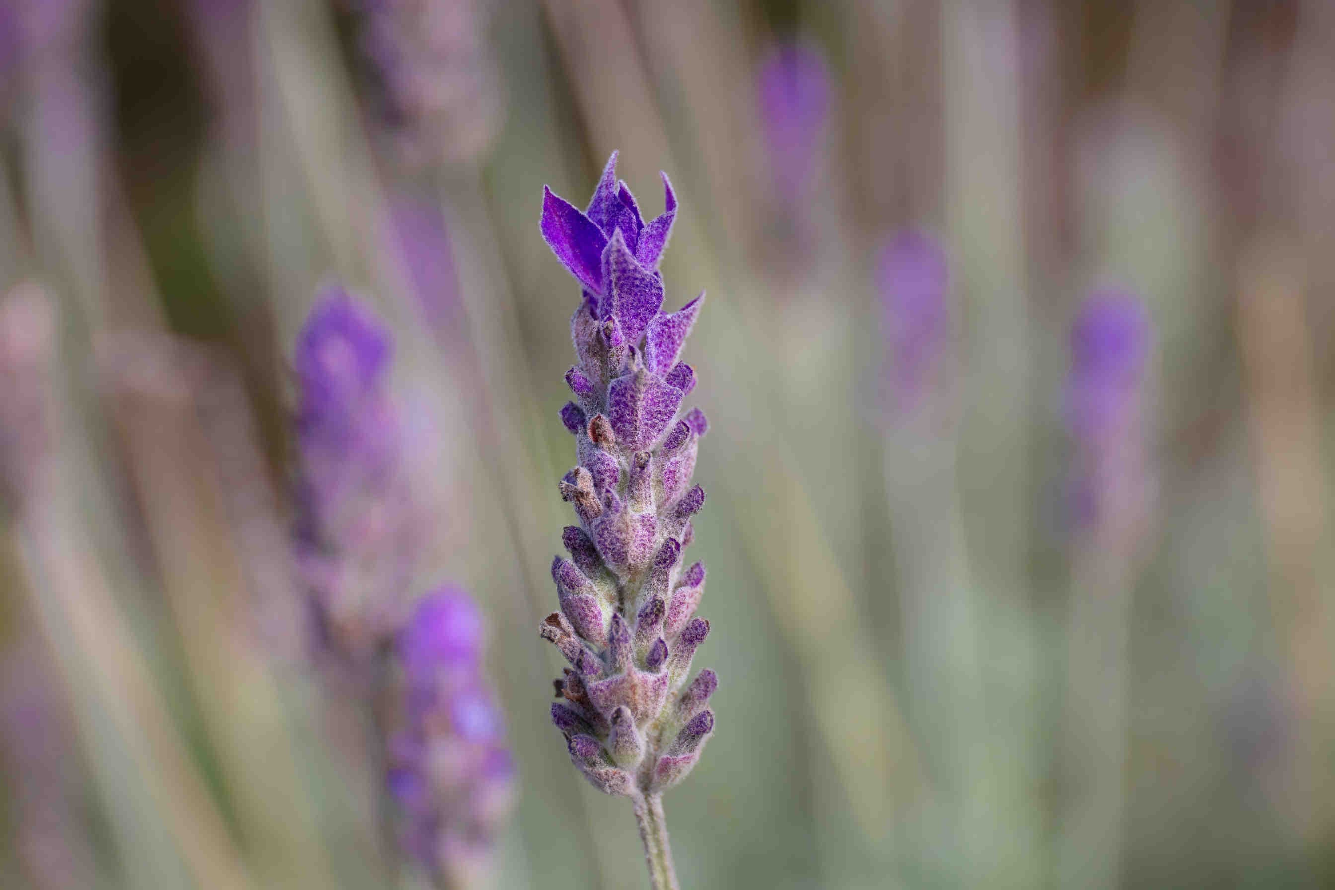 lavanda closeup