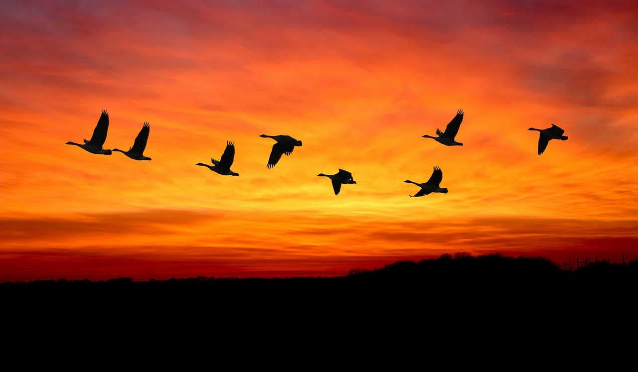 oies sauvages en migration