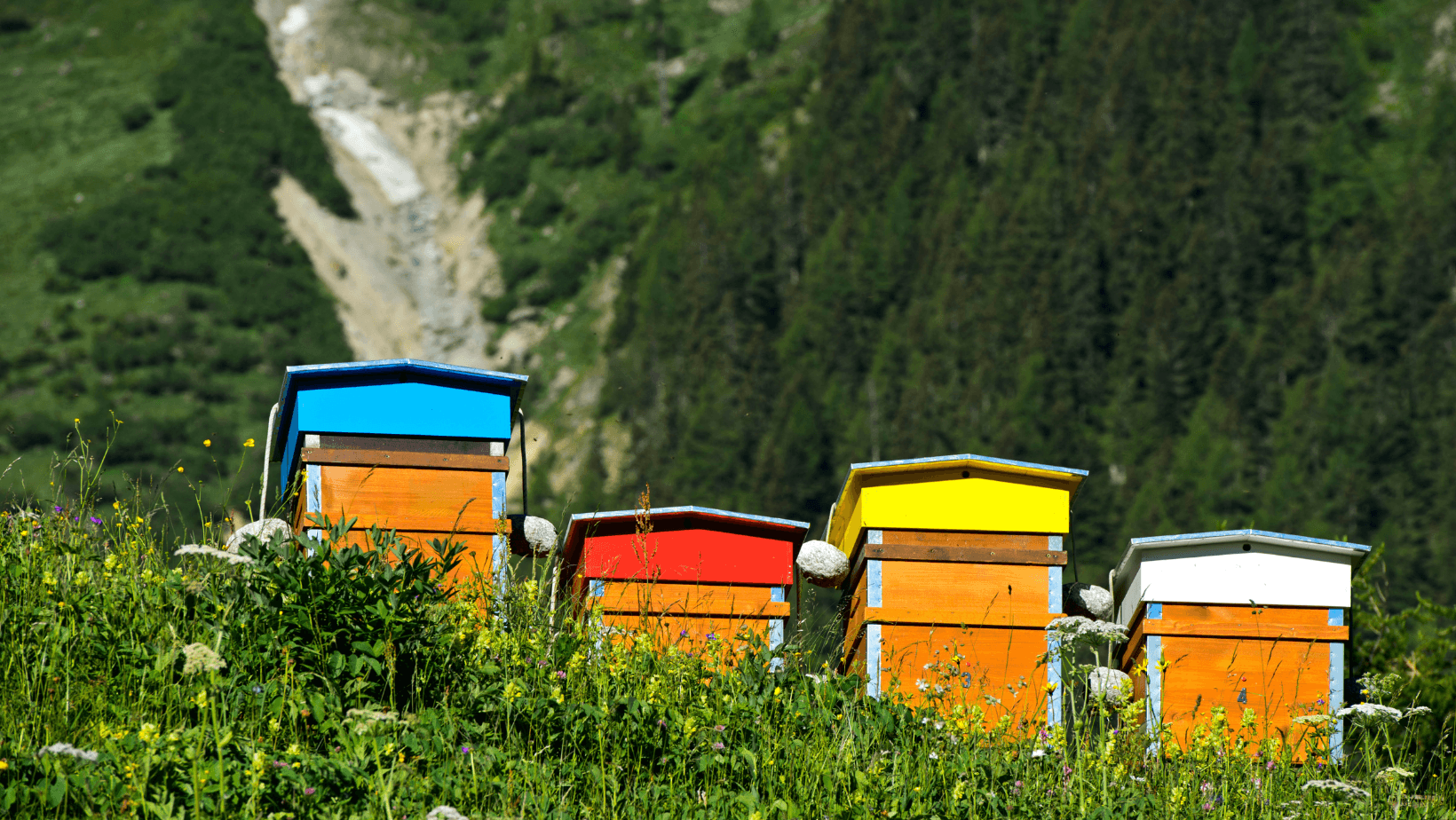 5 Buoni Motivi Per Far Adottare Il Tuo Alveare