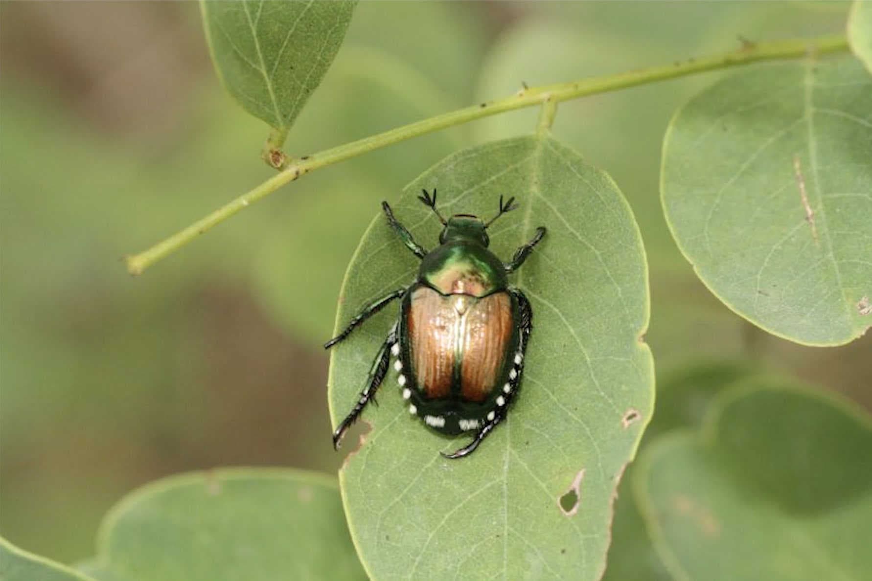 Popilia japonica