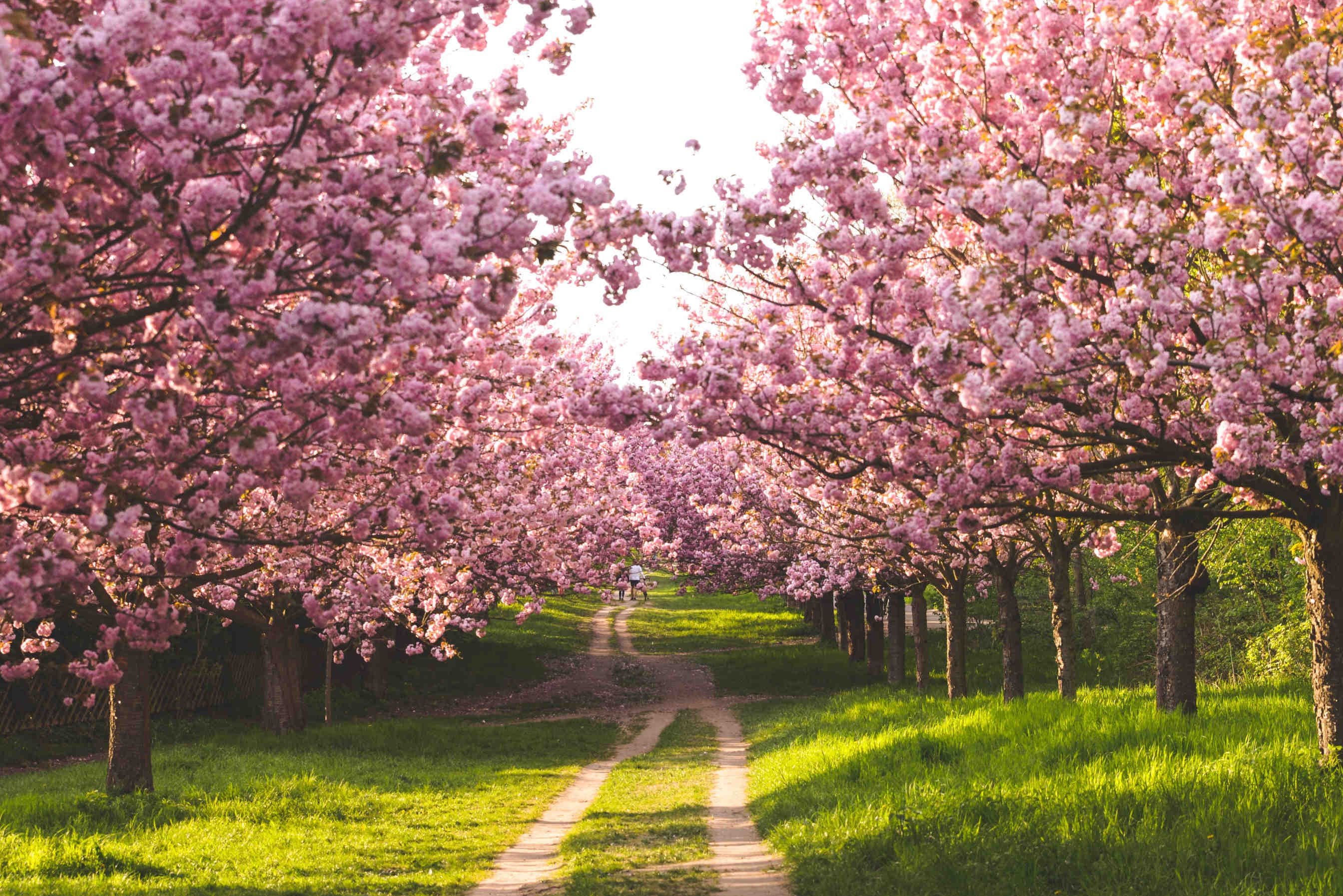 Planting Trees: how to improve the quality of life?