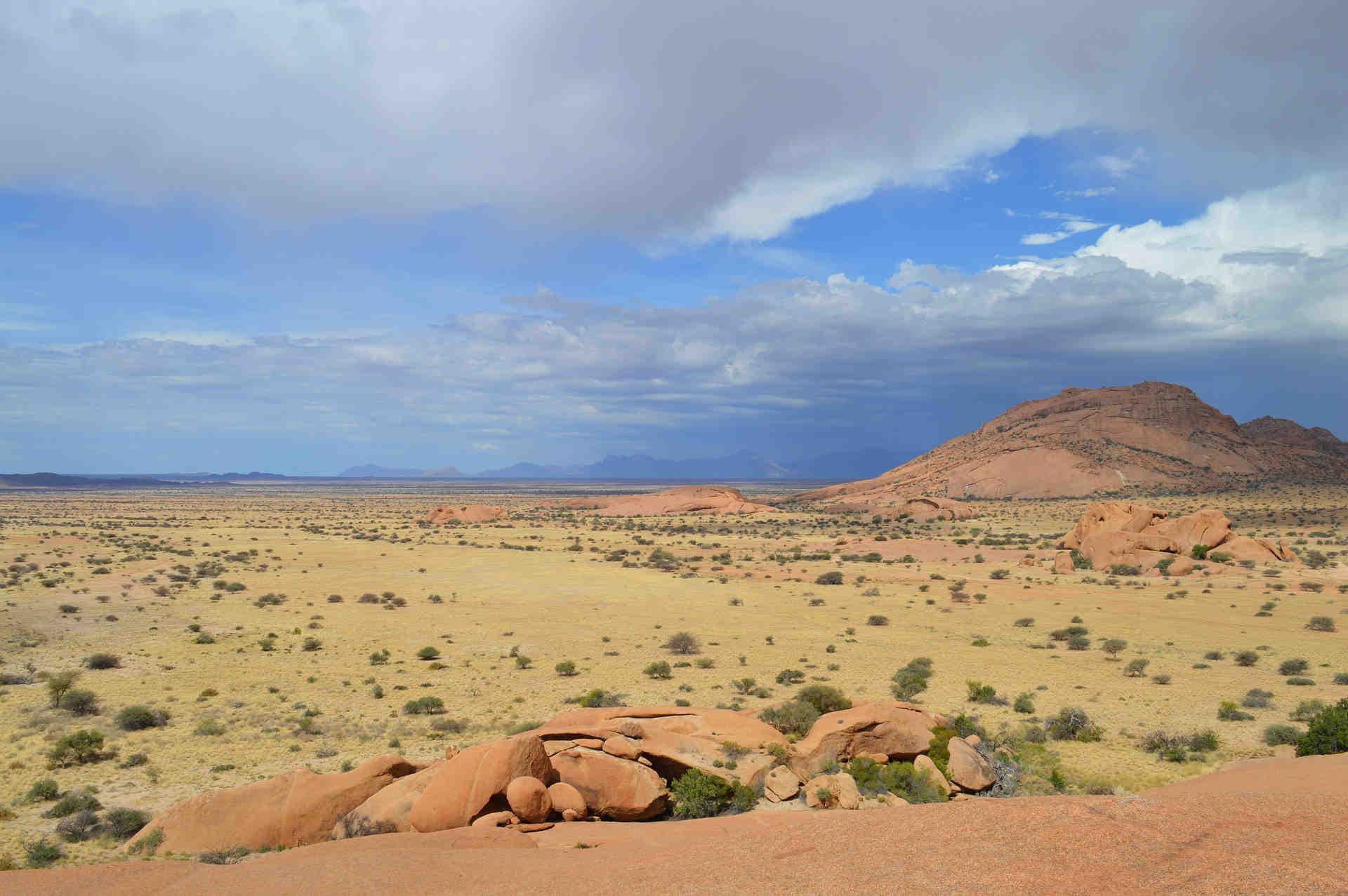 L'habitat naturale del tasso del miele