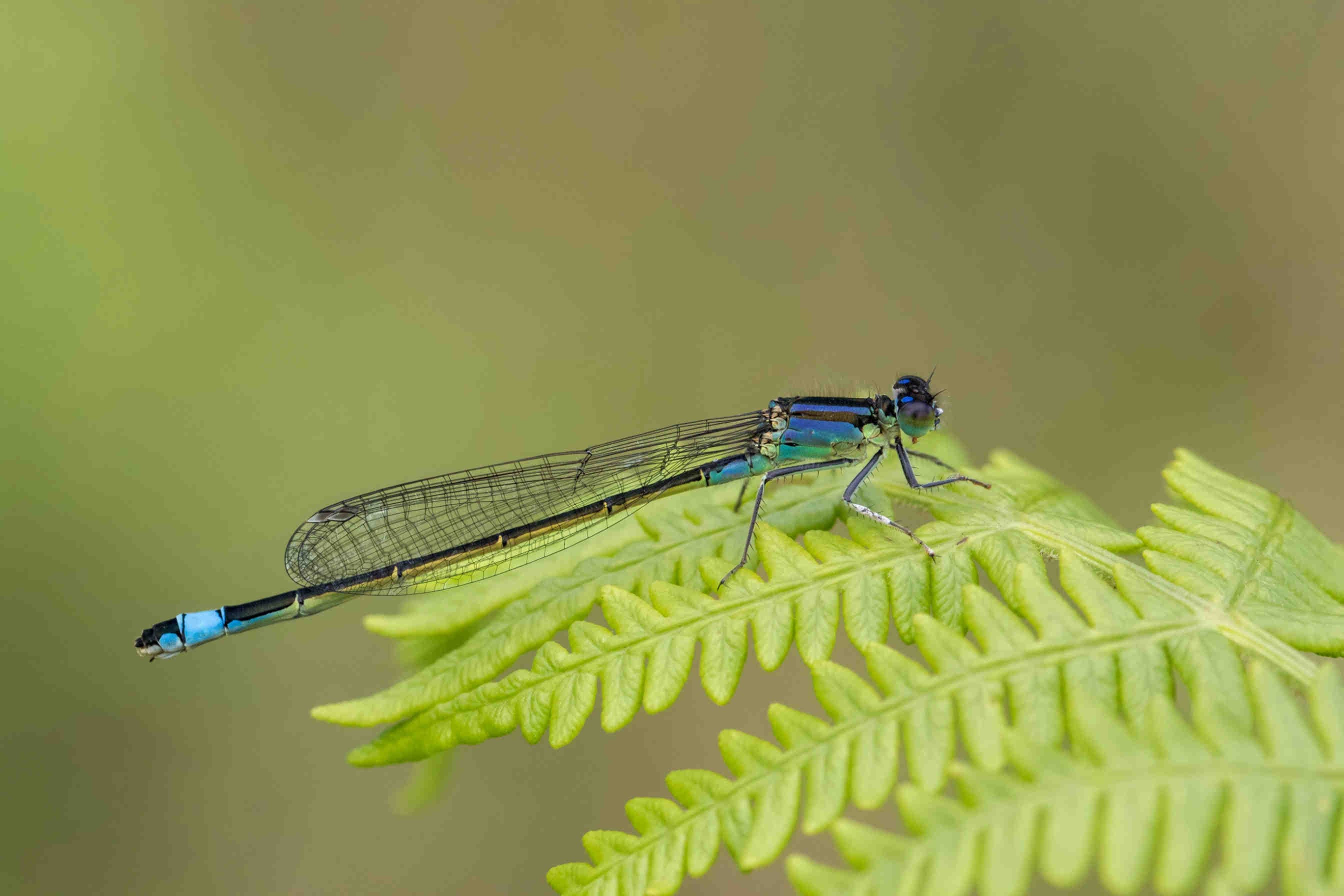 Ischnura elegans