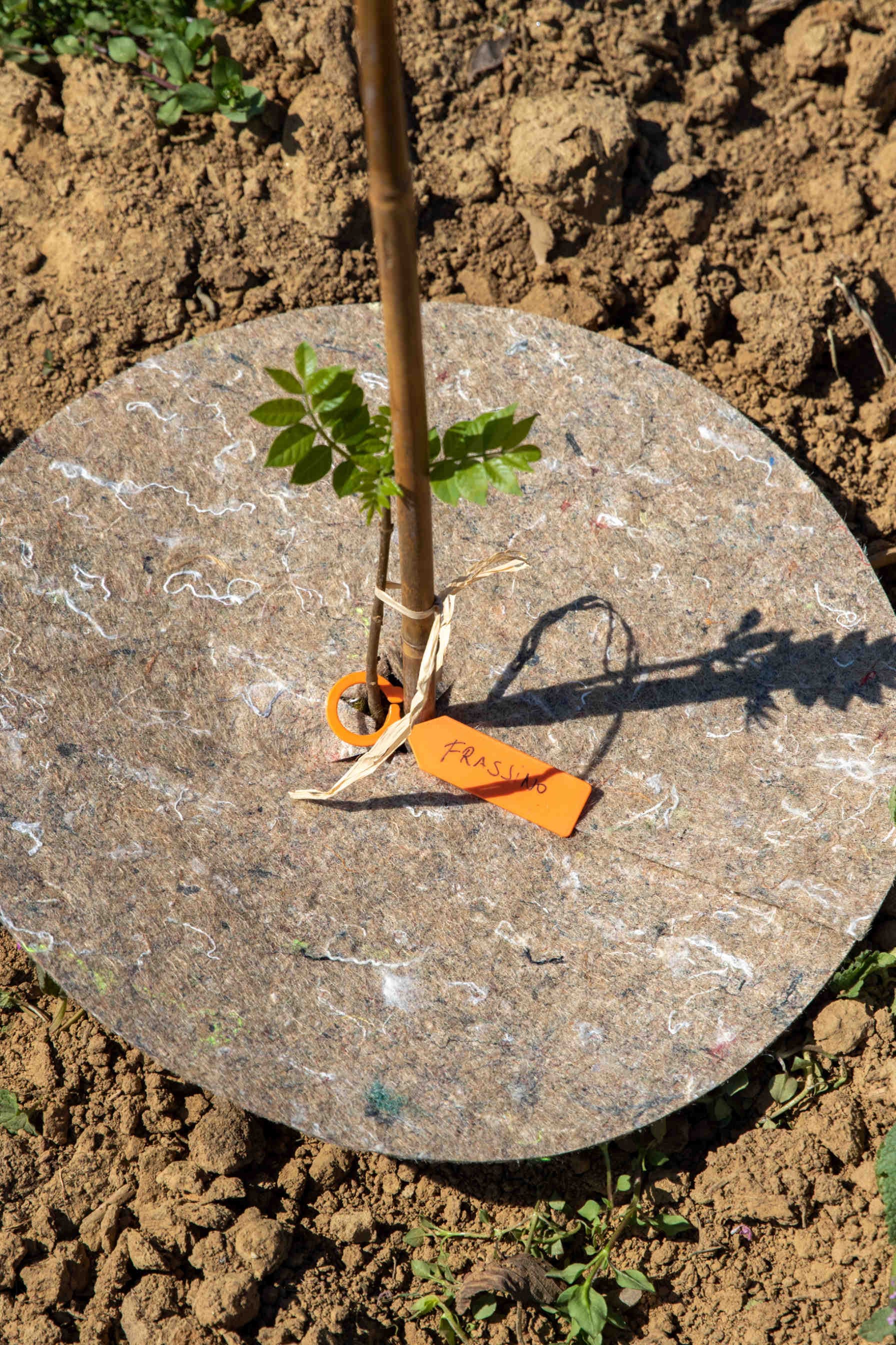 oase der biodiversität