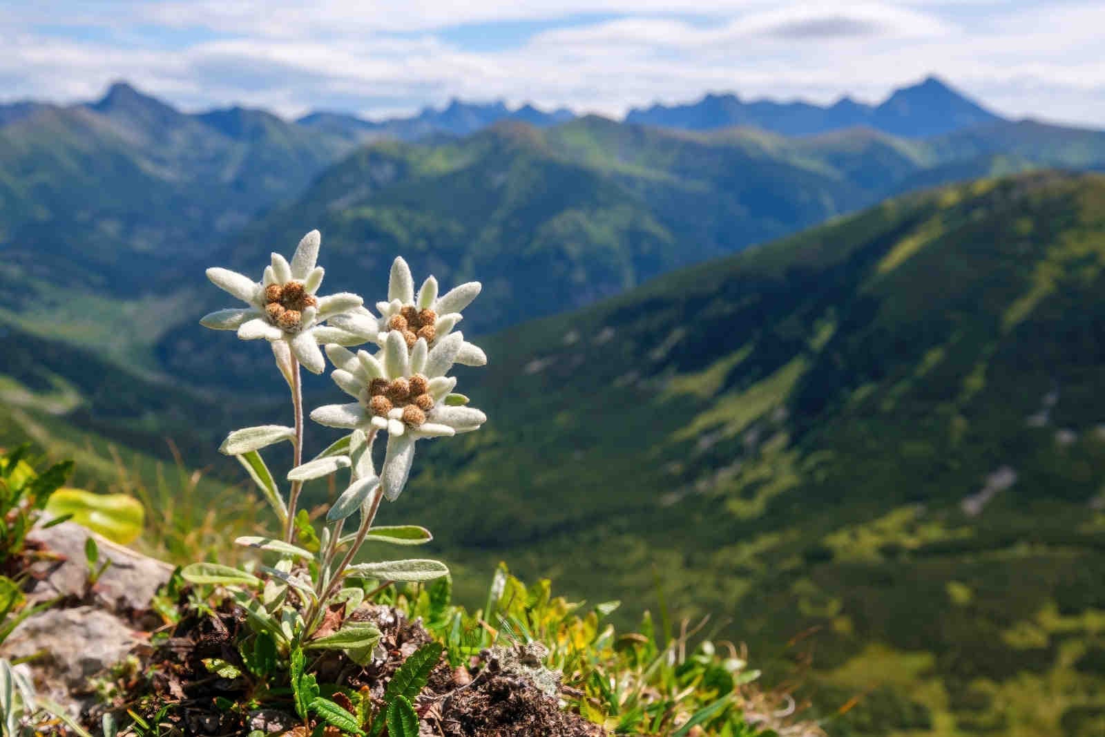 UK: la natura e i fallimenti della pianificazione