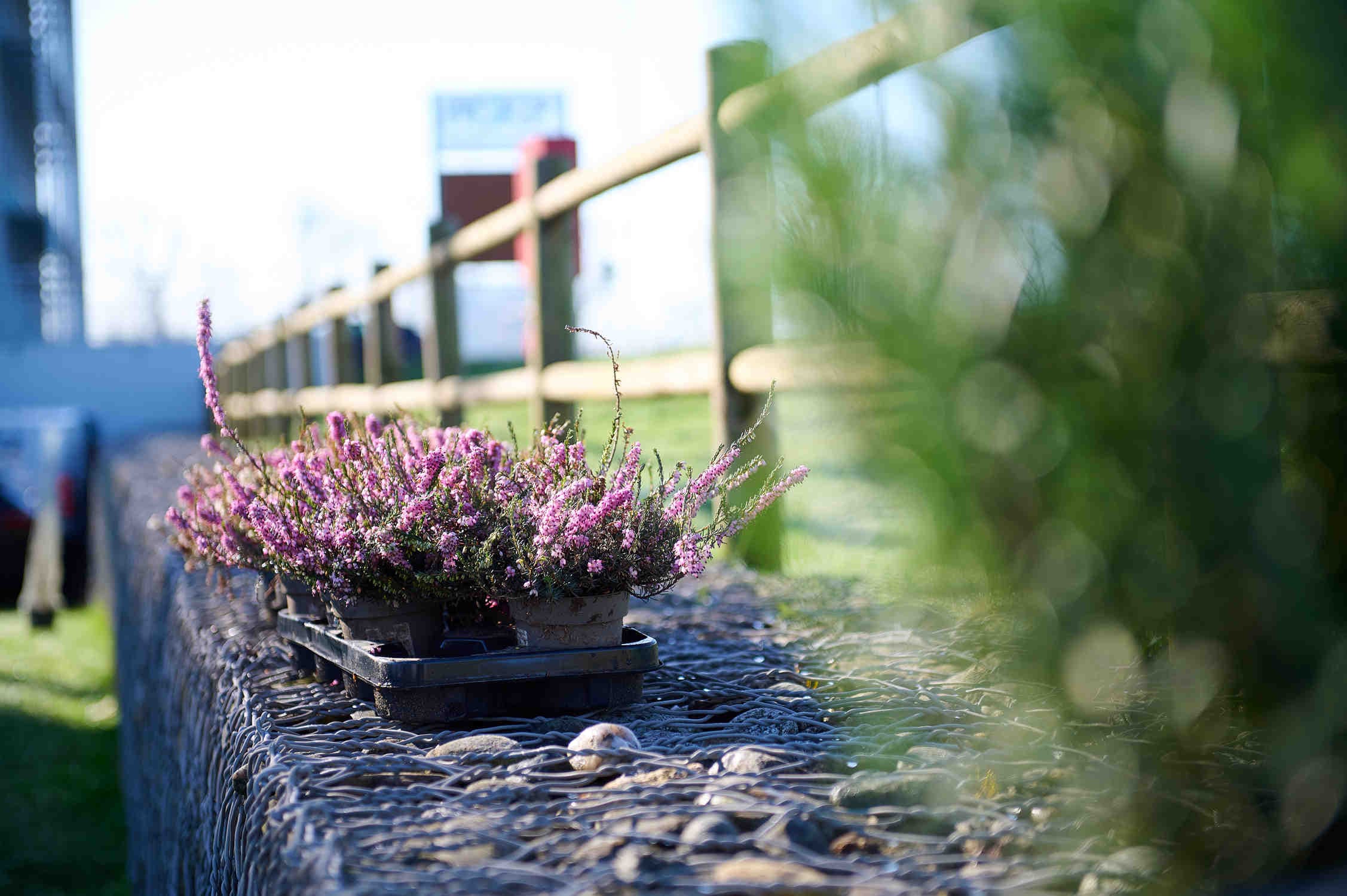 biodiversità vegetale