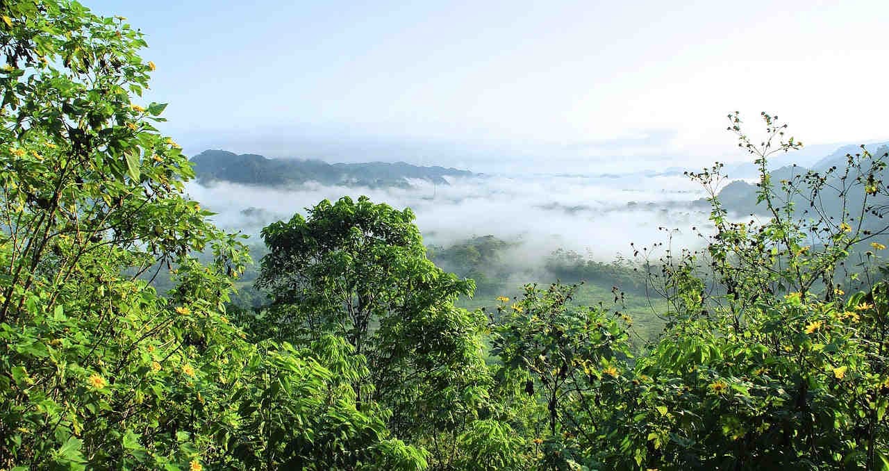 Foresta amazzonica