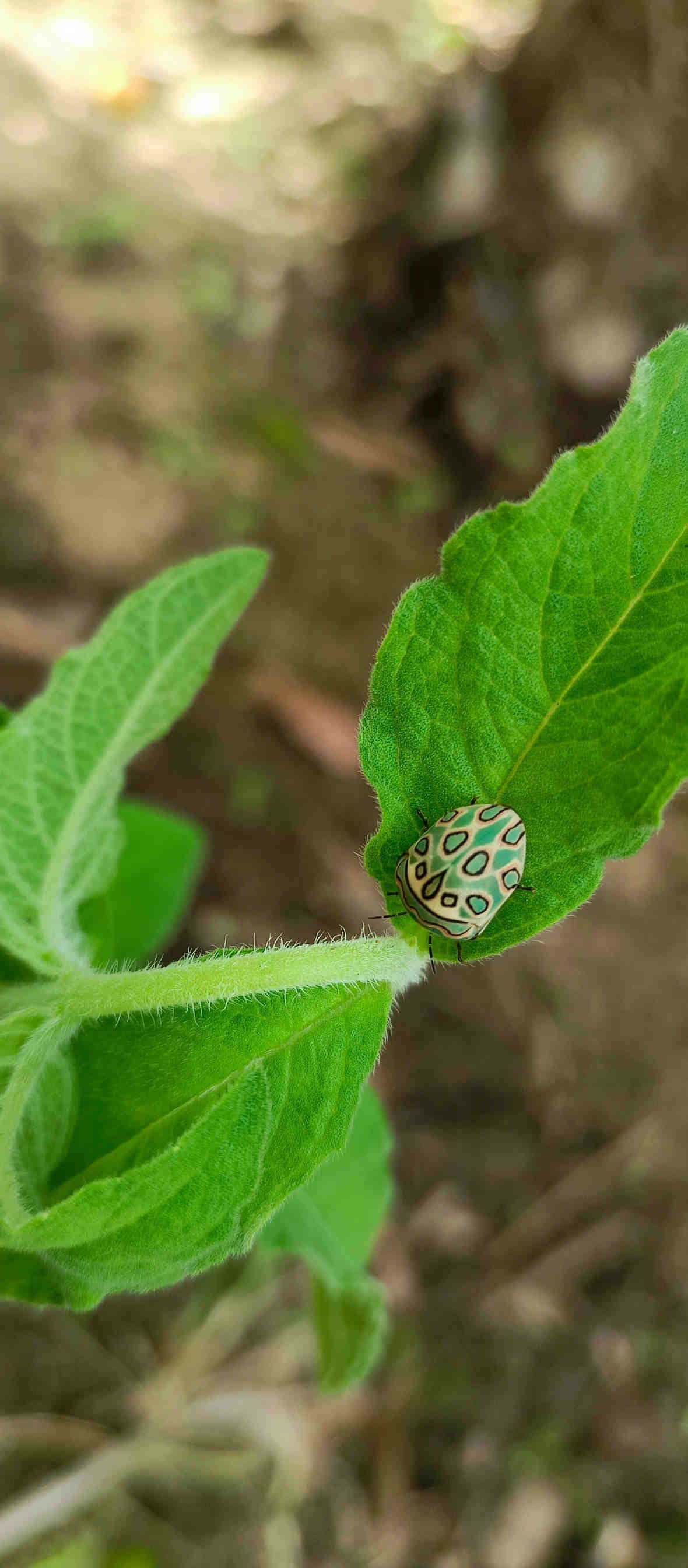 3bee-blog-picasso-bug-capolavoro-naturale