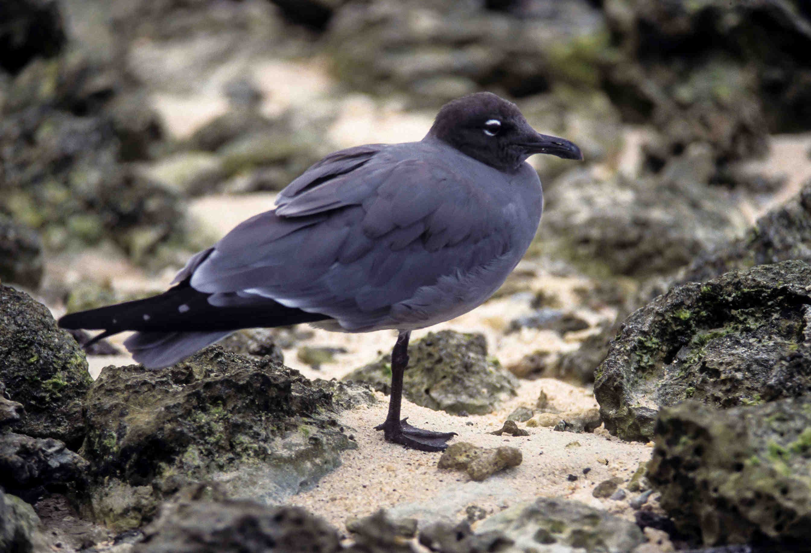 12 specie in attesa di tornare a casa