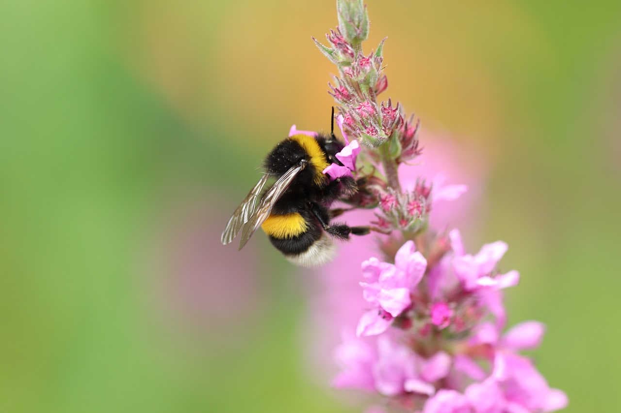 bombus