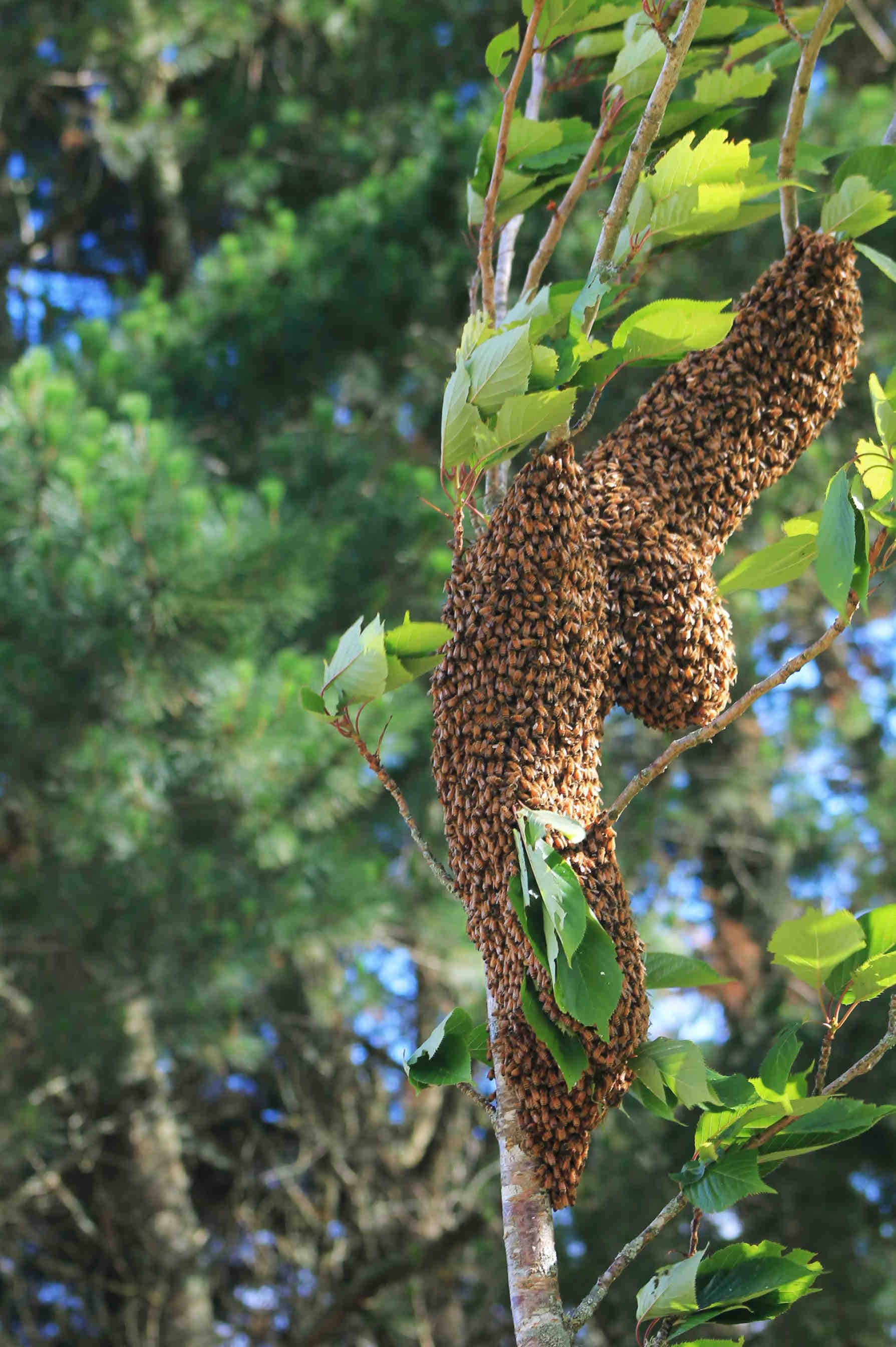 Abeilles en ville, que se passe-t-il ?