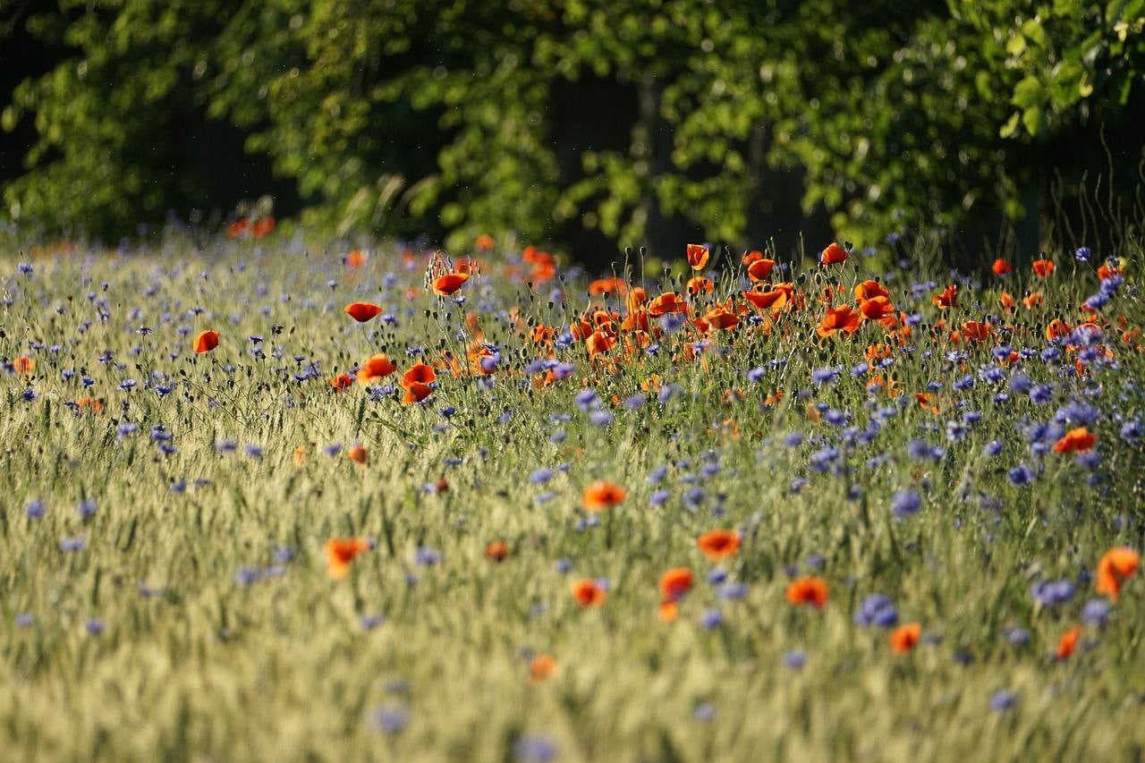 meadow