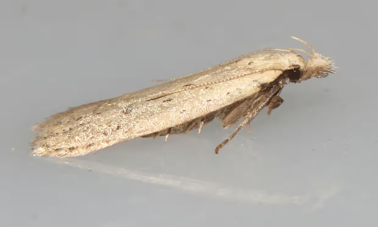 Rare moth found in UK after 50 years of being ‘extinct’