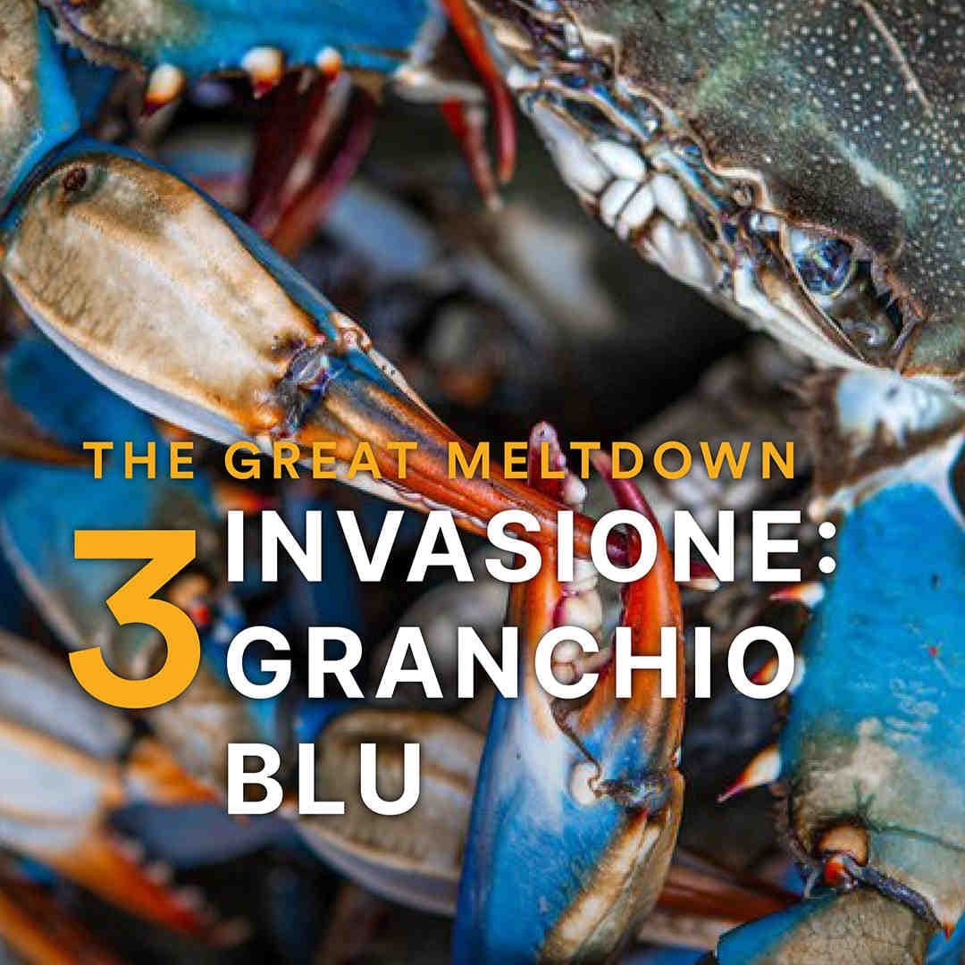 invasione granchio blu