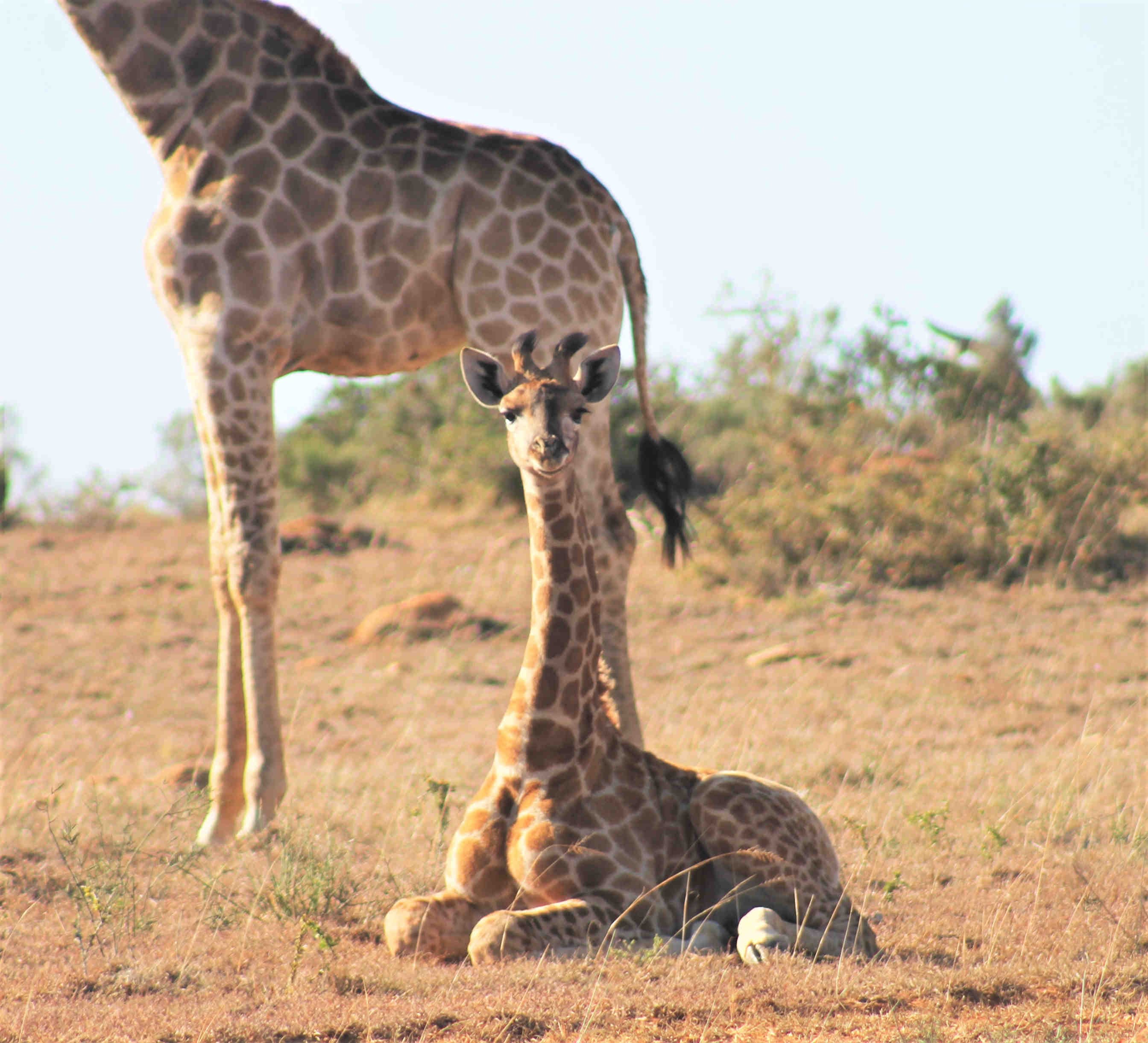 giraffe foto di chiara Grasso