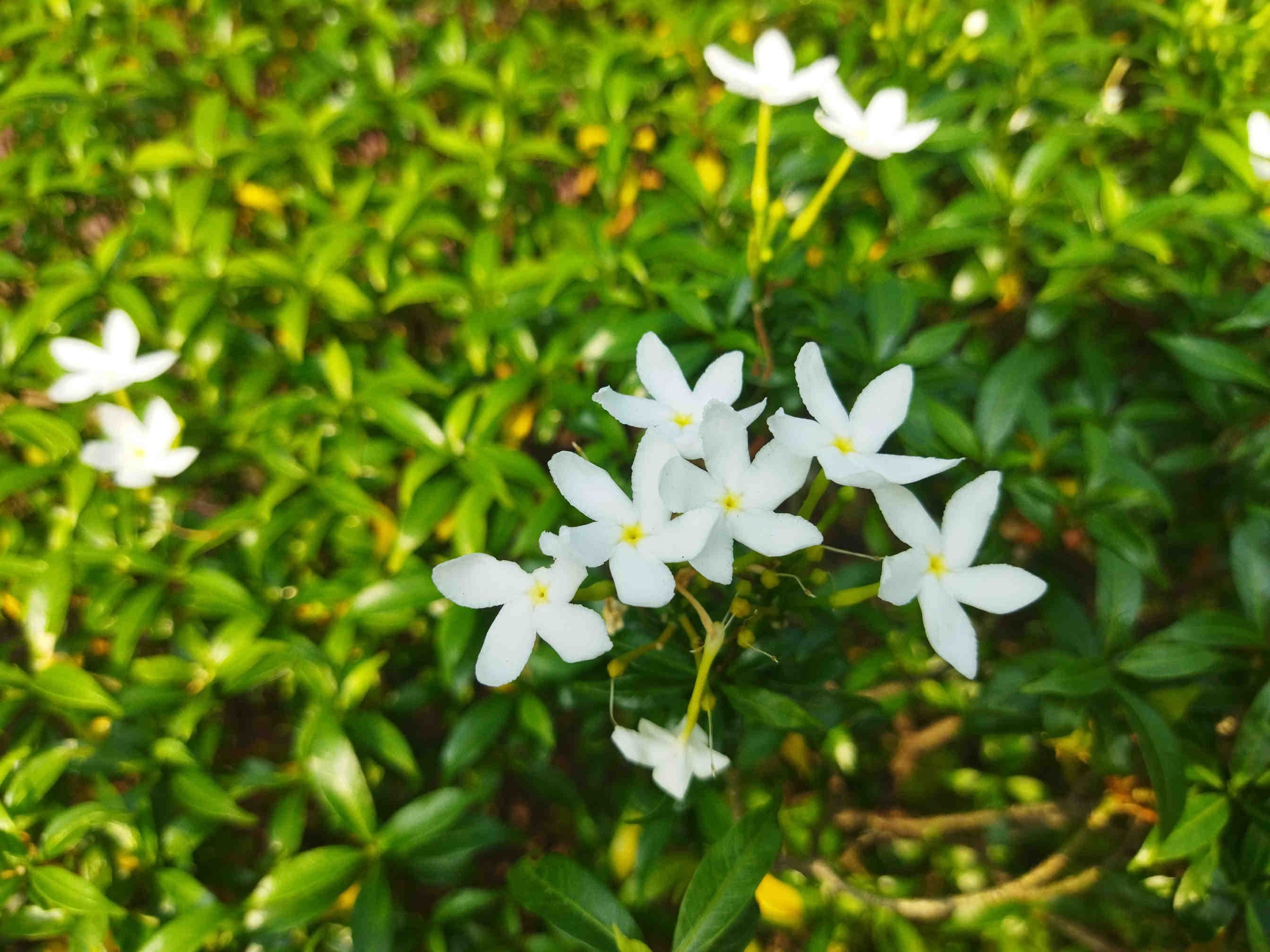 gelsomino bianco