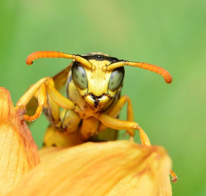 Wasp close-up
